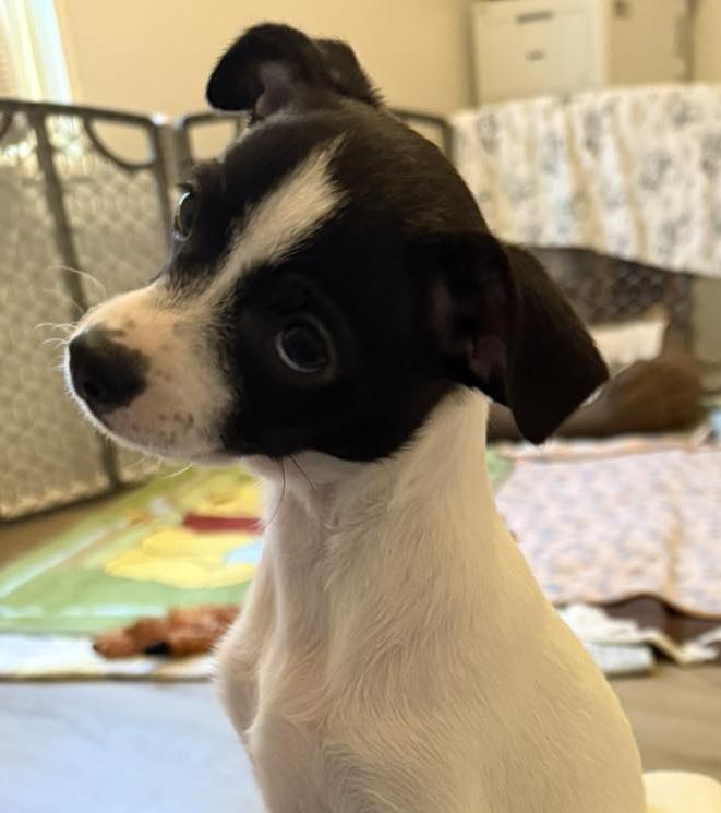 Enlarge Dorothy, a Adopted Chihuahua in Macclesfield, NC image 1/2