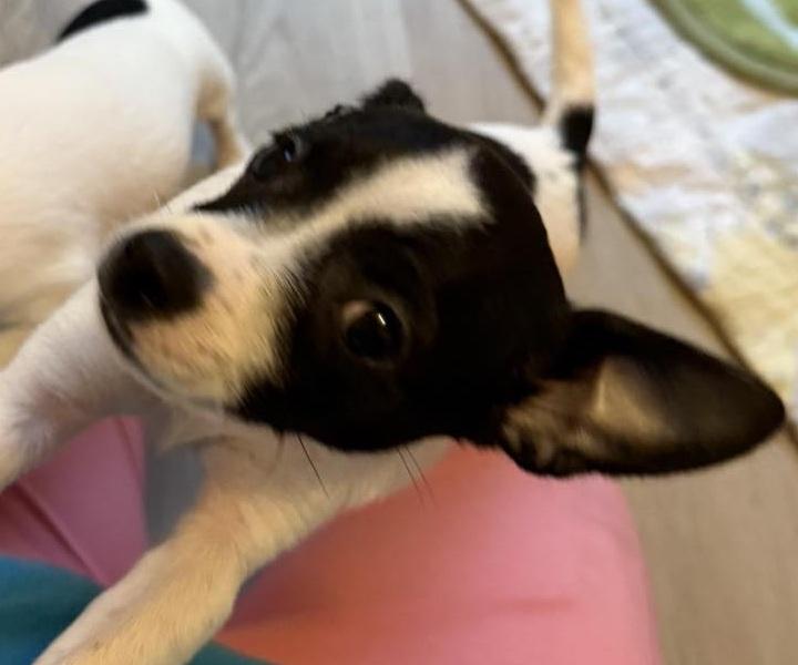 Enlarge Dorothy, a Adopted Chihuahua in Macclesfield, NC image 2/2