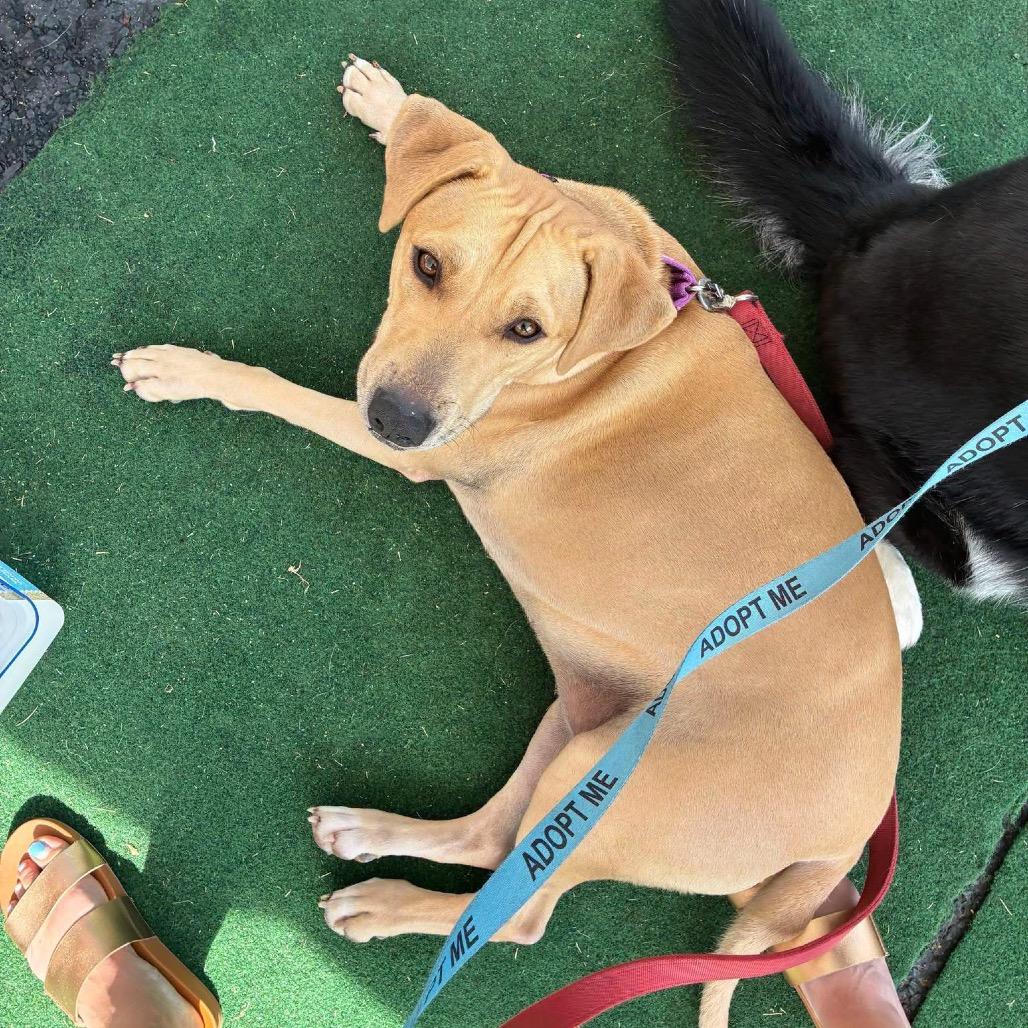 Nala, Adoptable, Adult Female Yellow Labrador Retriever & Catahoula Leopard Dog.