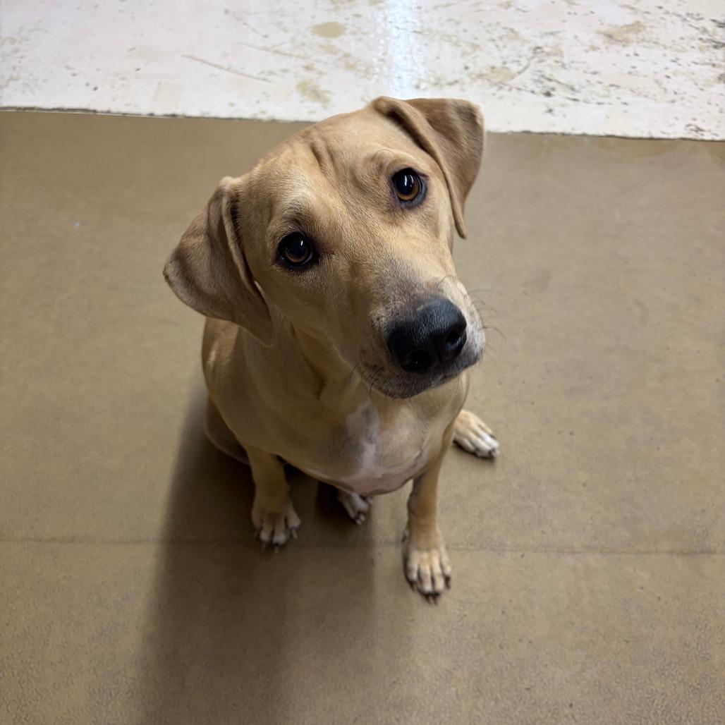 Enlarge Nala, a Adoptable mixed breed in Grand Junction, CO image 2/3