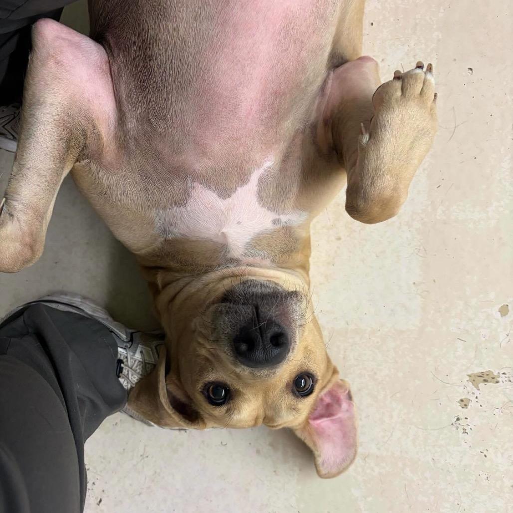 Enlarge Nala, a Adoptable mixed breed in Grand Junction, CO image 3/3