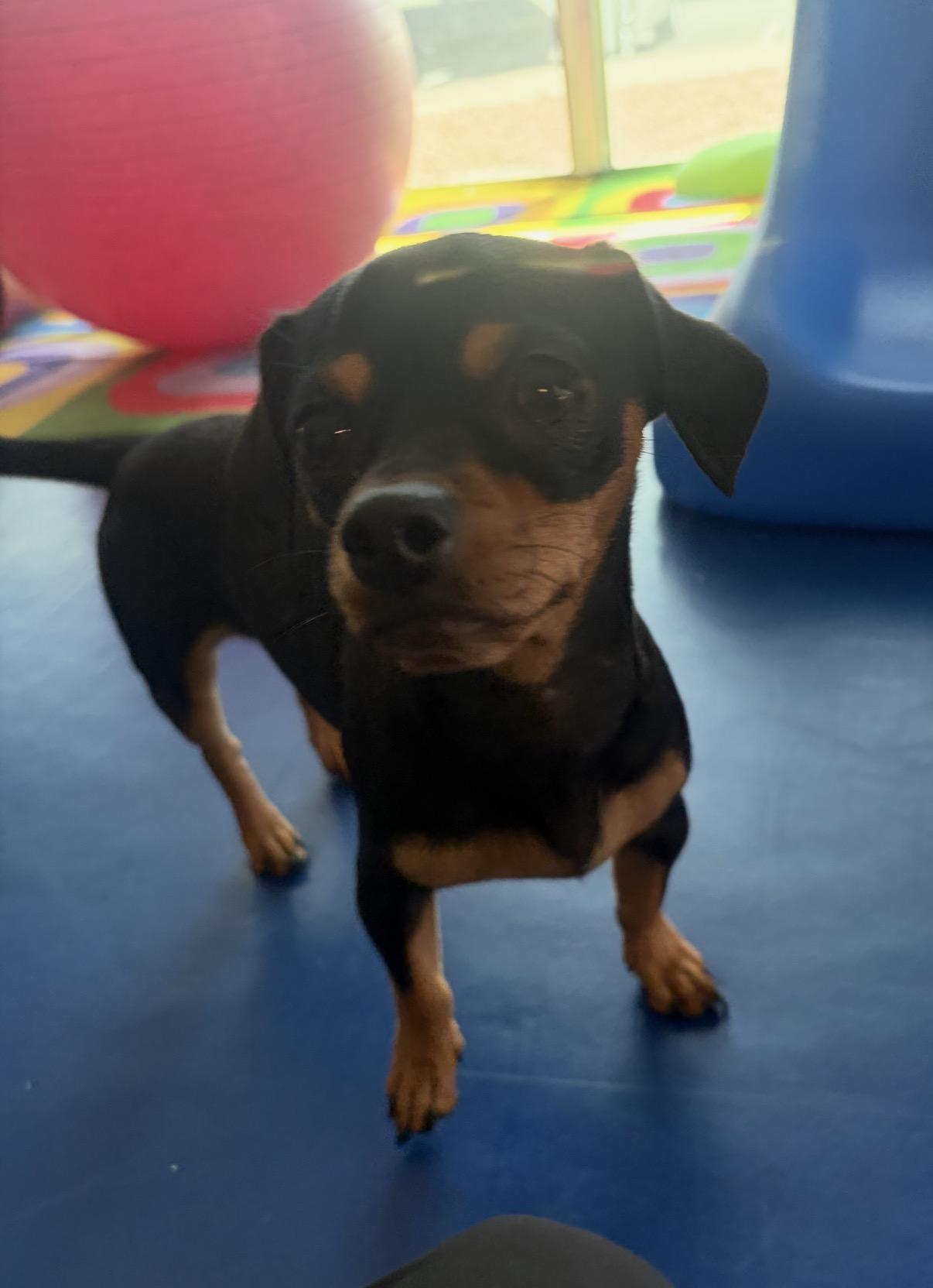 Enlarge Brie, a ADOPTABLE mixed breed in Gilbert, AZ image 3/3