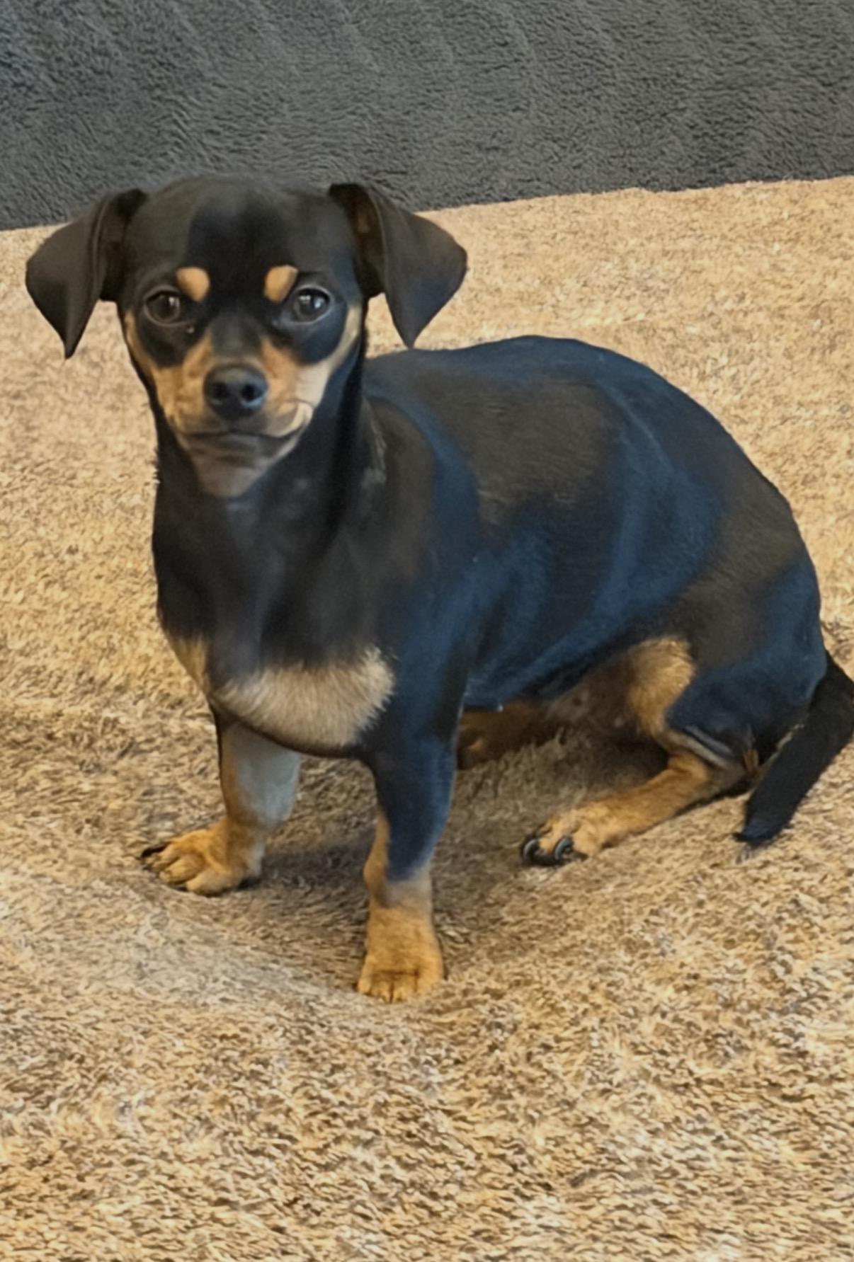 Enlarge Brie, a ADOPTABLE mixed breed in Gilbert, AZ image 2/3