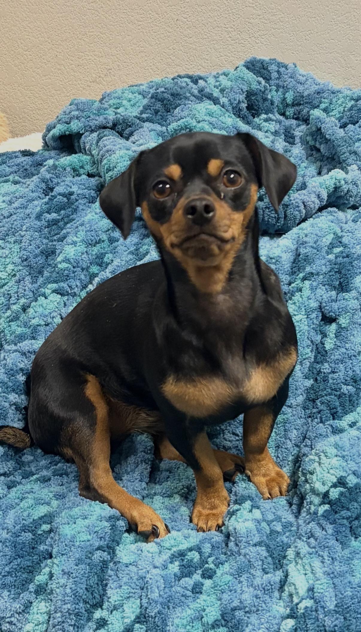 Brie, ADOPTABLE, Adult Female Dachshund & Chiweenie.