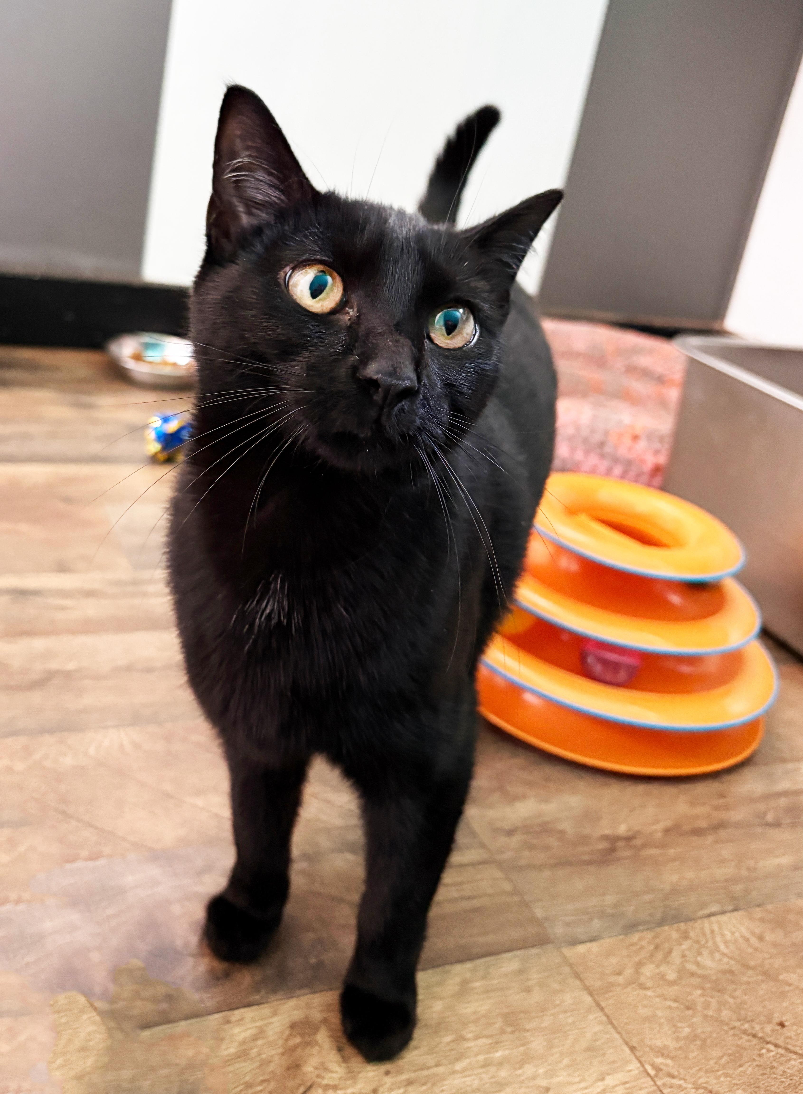 Nine Meowle, ADOPTABLE, Kitten Female Domestic Short Hair.