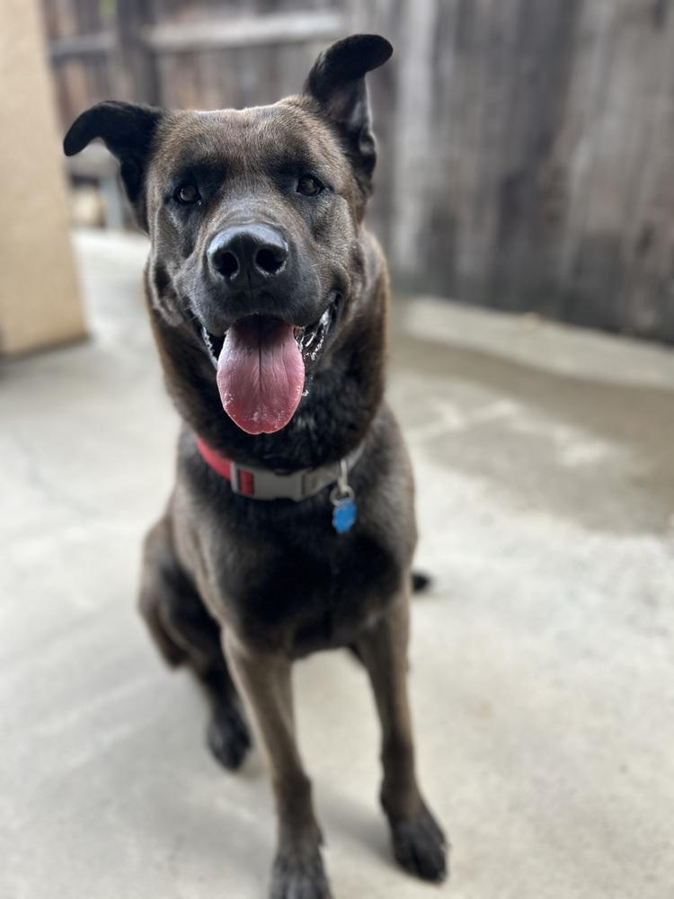 Bear, Adoptable, Young Male German Shepherd Dog & American Bully.