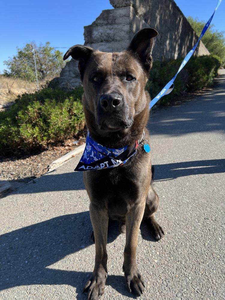 Bear, a Adoptable mixed breed in Pleasant Hill, CA image 2/5