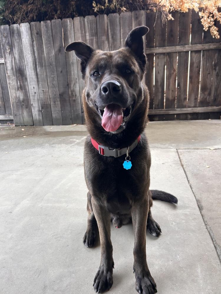 Bear, a Adoptable mixed breed in Pleasant Hill, CA image 3/5