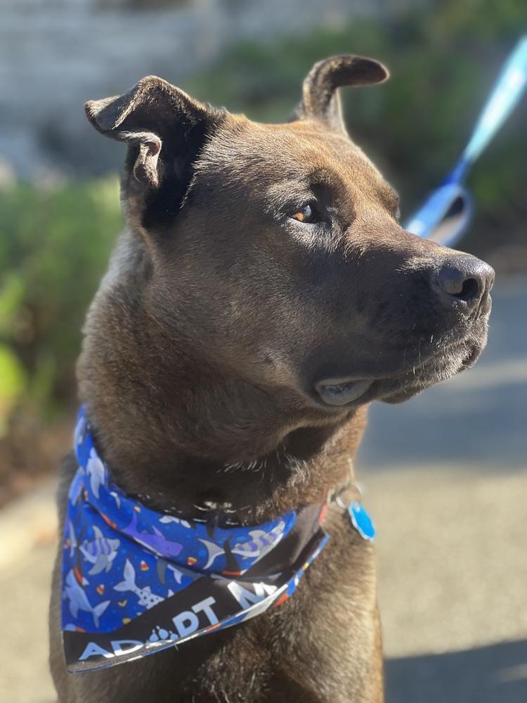 Bear, a Adoptable mixed breed in Pleasant Hill, CA image 4/5