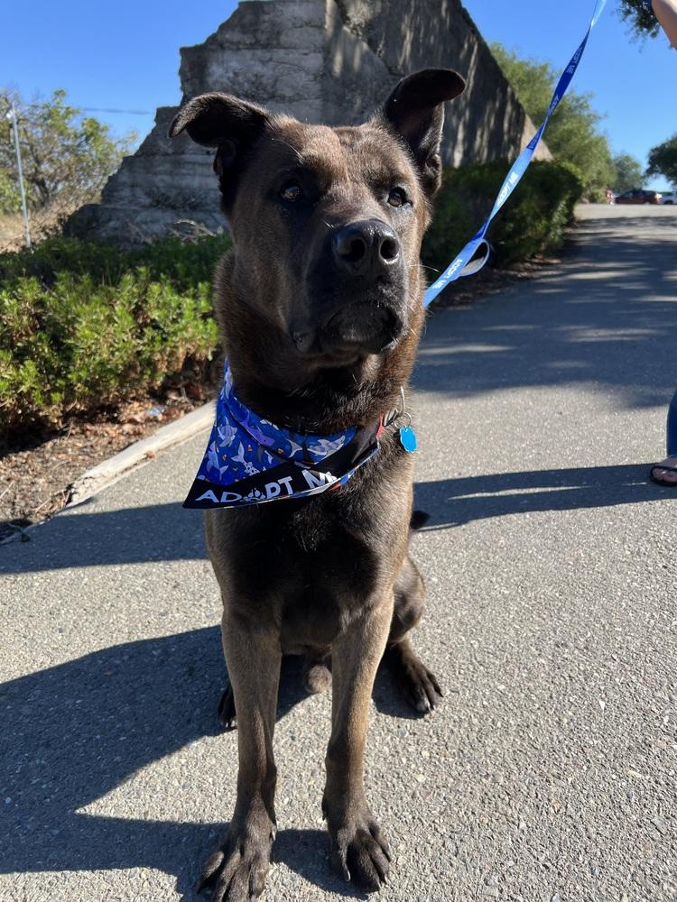 Bear, a Adoptable mixed breed in Pleasant Hill, CA image 5/5