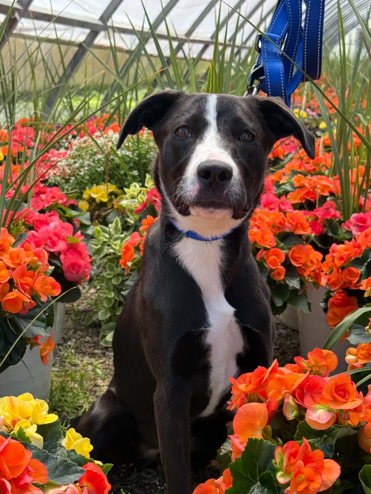 Seagull, Adoptable, Young Female Pit Bull Terrier.