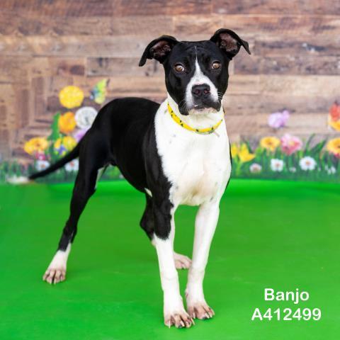 BANJO, Adoptable, Young Male Pit Bull Terrier & Mixed Breed.