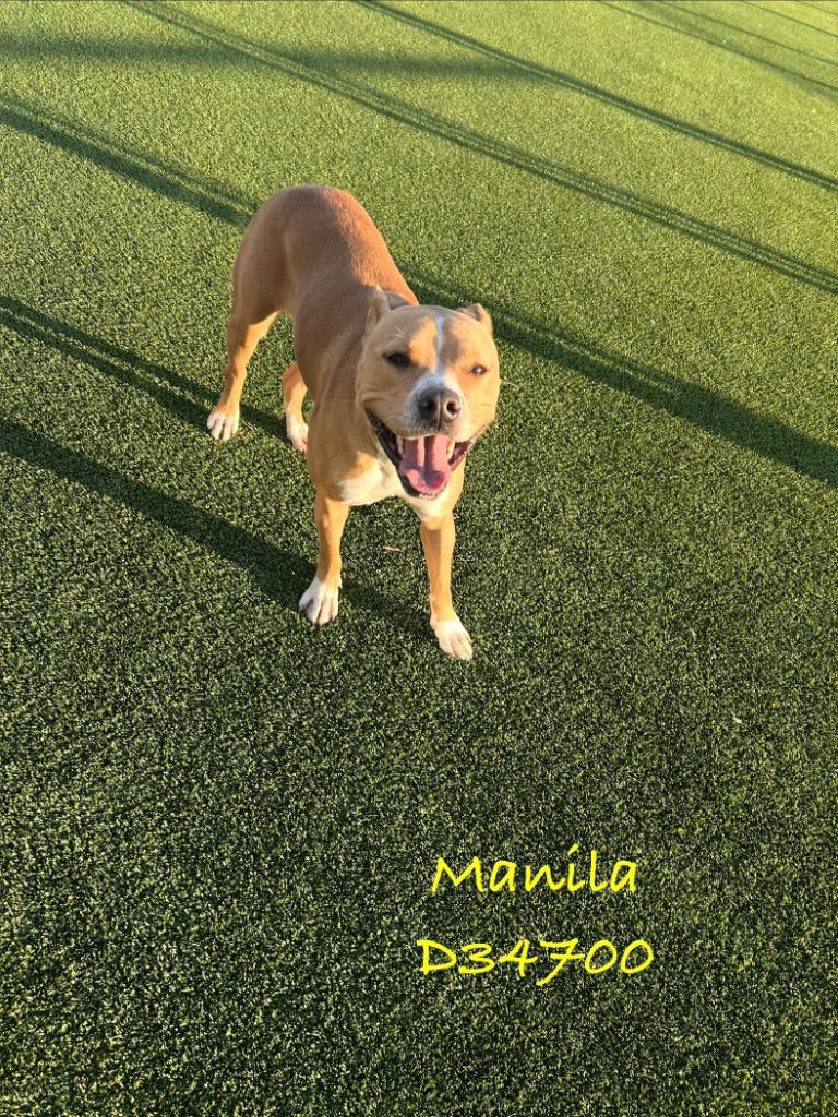 Manilla, Adoptable, Adult Female Pit Bull Terrier.