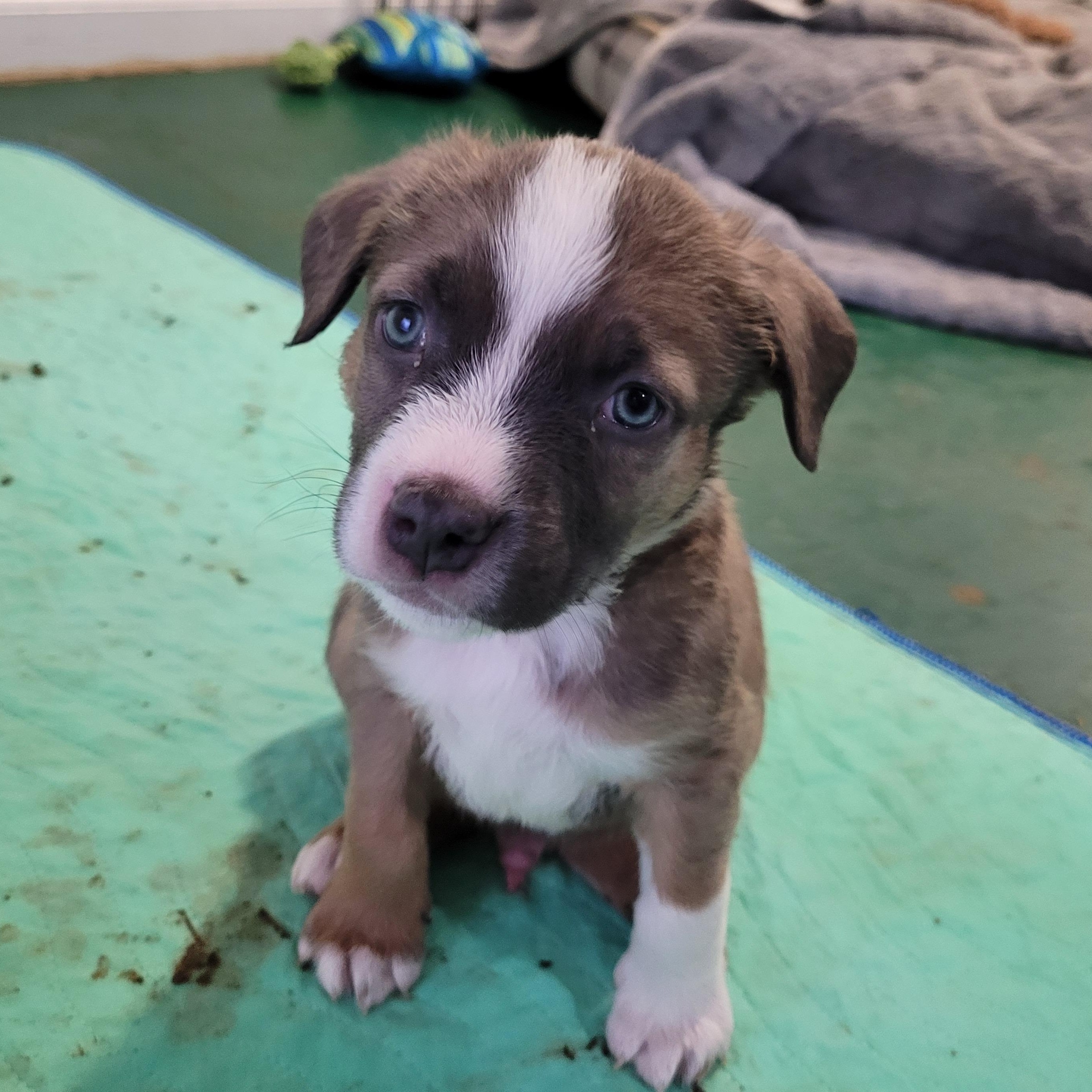 Enlarge Daryl, an adopted mixed breed in Sequim, WA image 3/4