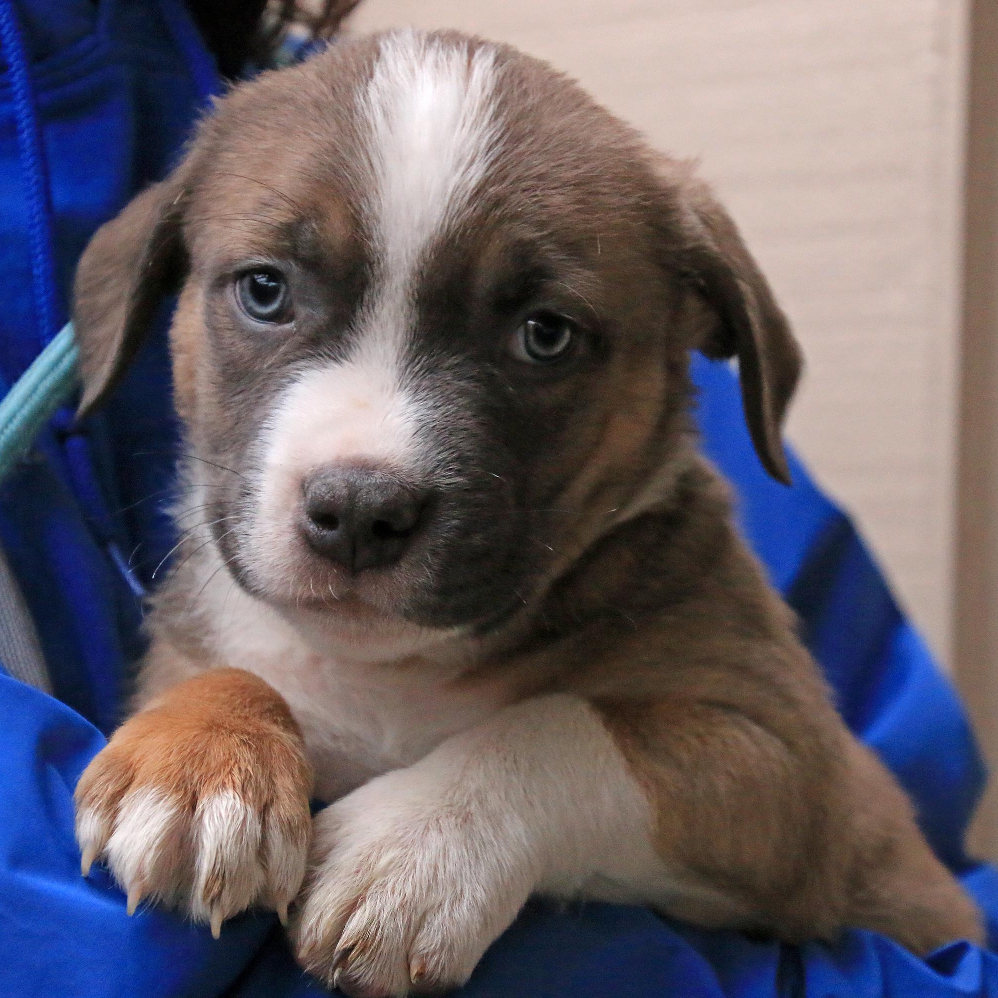 Daryl, adopted, Puppy Male Pit Bull Terrier.