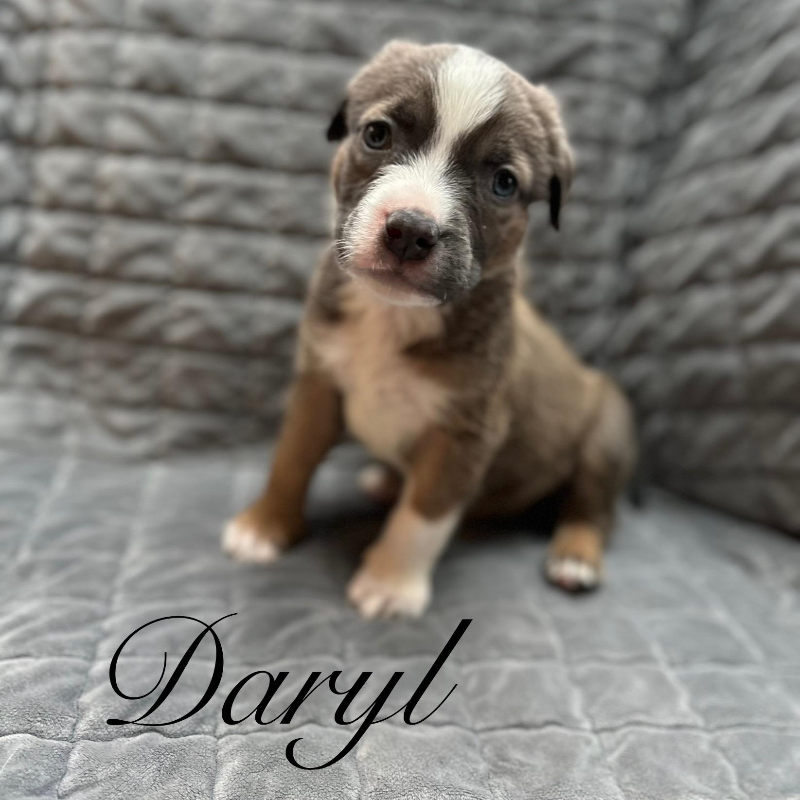 Enlarge Daryl, an adopted mixed breed in Sequim, WA image 2/4