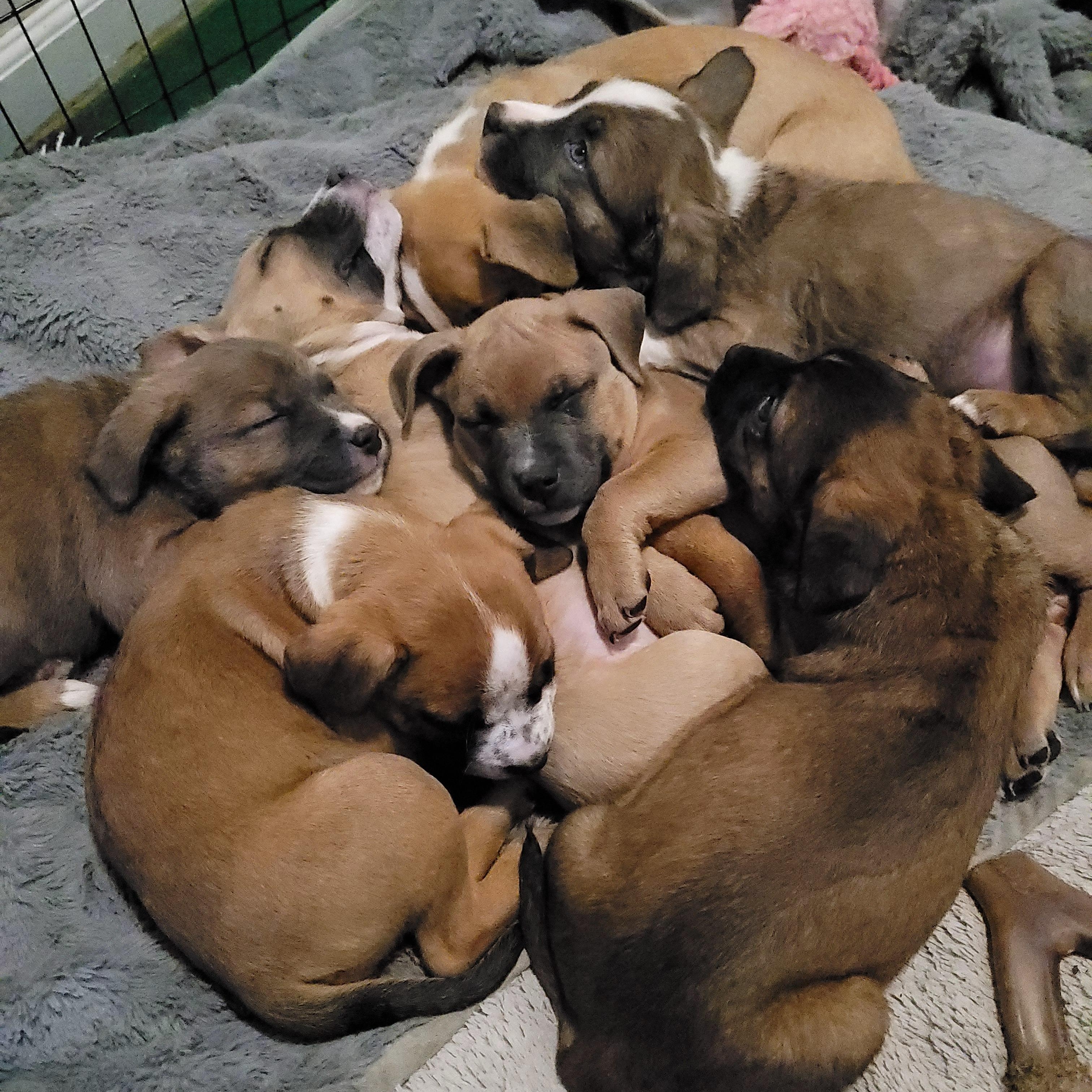 Enlarge Daryl, an adopted mixed breed in Sequim, WA image 4/4