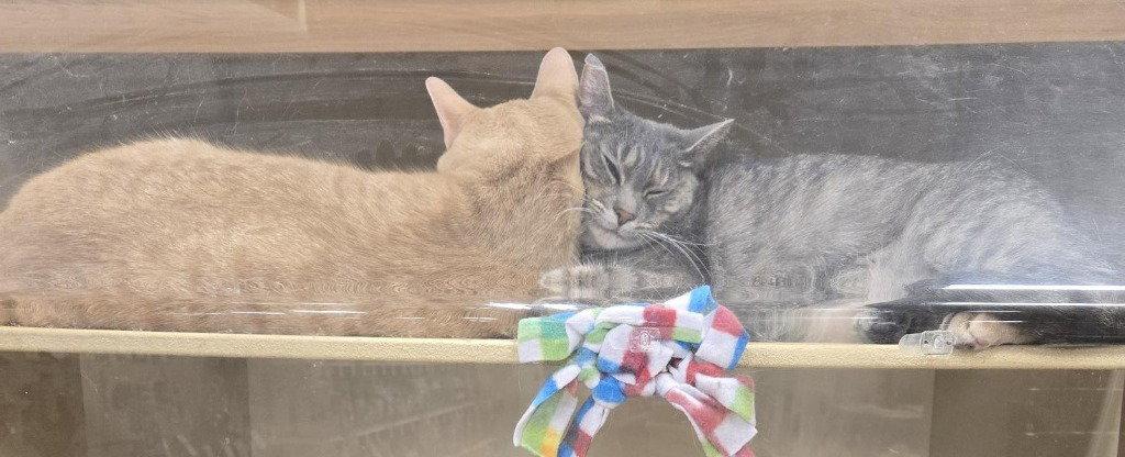 Nacho, Adoptable, Adult Male Domestic Short Hair.