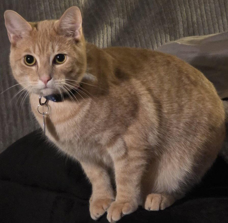 Nacho, a Adoptable Domestic Short Hair in Battle Ground, WA image 2/3