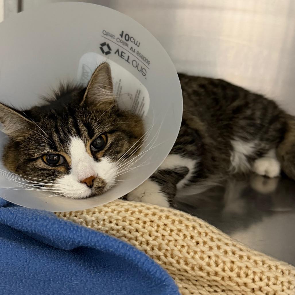 Lady, Adoptable, Adult Female Domestic Long Hair.