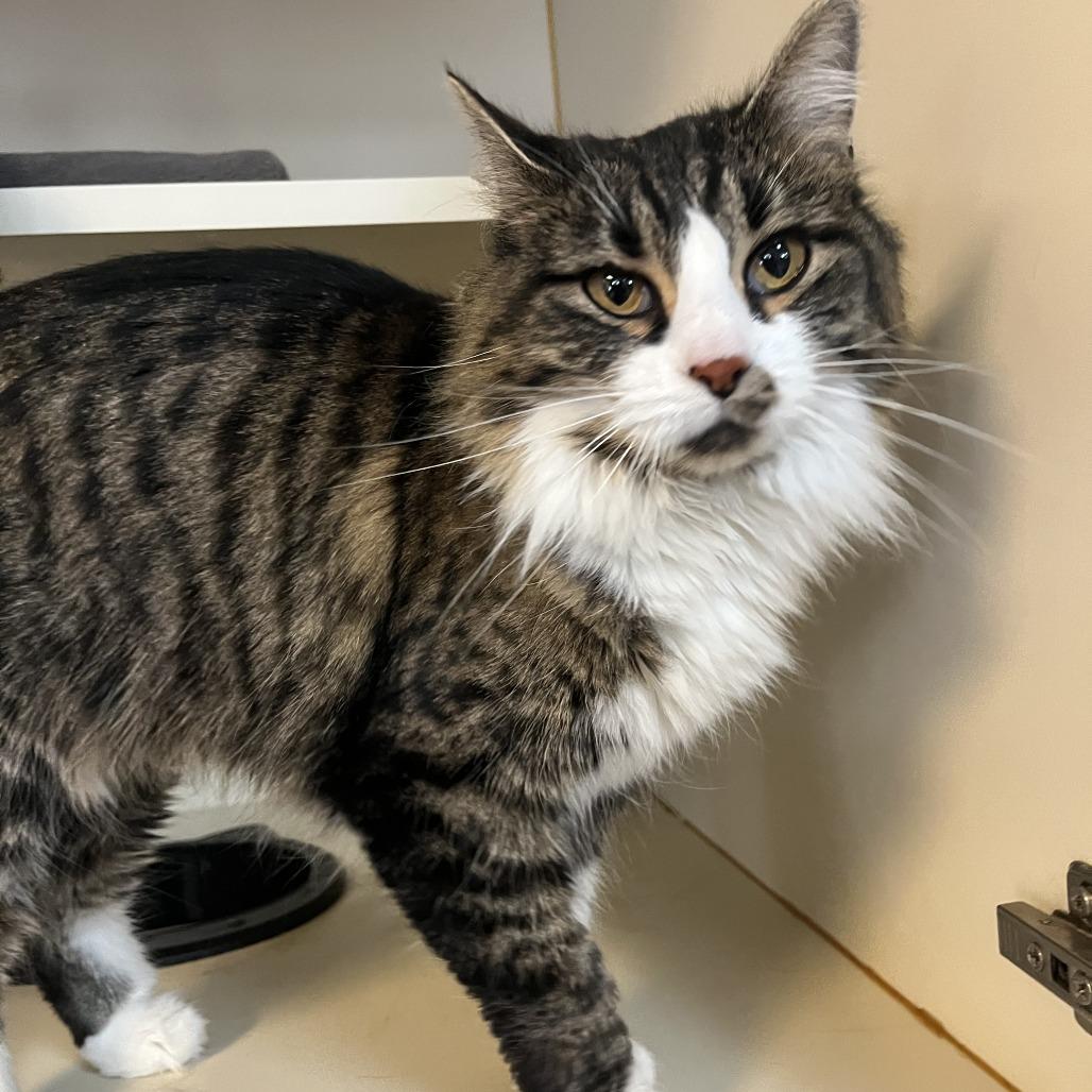 Enlarge Lady, a Adoptable Domestic Long Hair in Idaho Falls, ID image 2/3