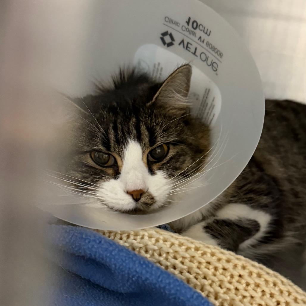 Enlarge Lady, a Adoptable Domestic Long Hair in Idaho Falls, ID image 3/3