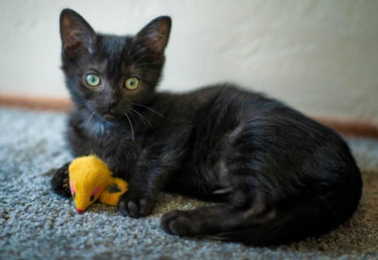Tinkerbelle, Adopted, Kitten Female Domestic Short Hair.