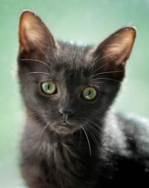 Tinkerbelle, a Adopted Domestic Short Hair in San Jose, CA image 2/3