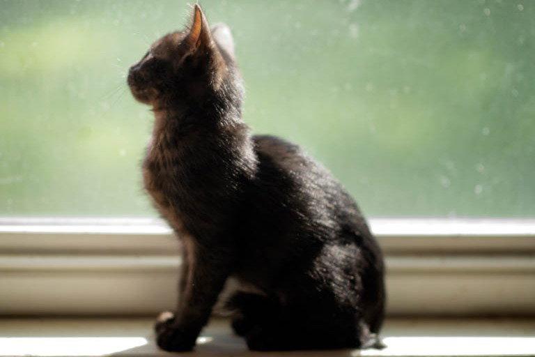 Tinkerbelle, a Adopted Domestic Short Hair in San Jose, CA image 3/3