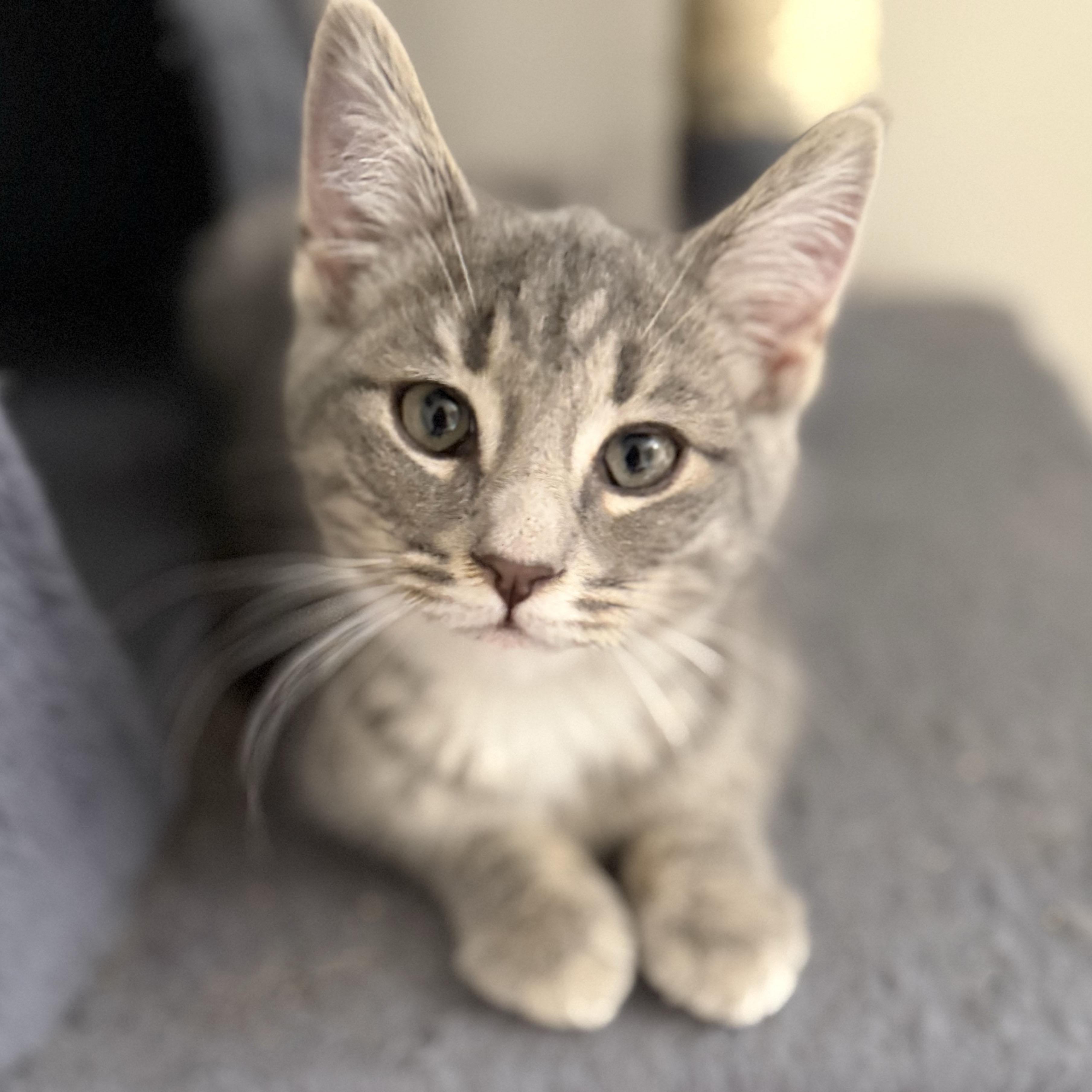 Branch - Adoption pending, adopted, Kitten Male Tabby & Domestic Short Hair.