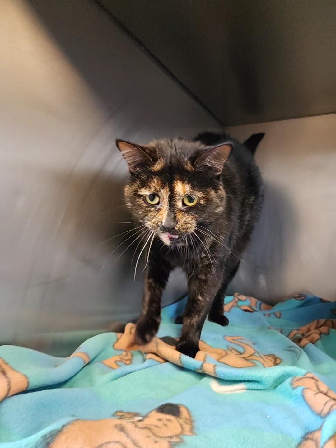 Enlarge Brittany, a Adopted American Shorthair in Marinette, WI image 2/2