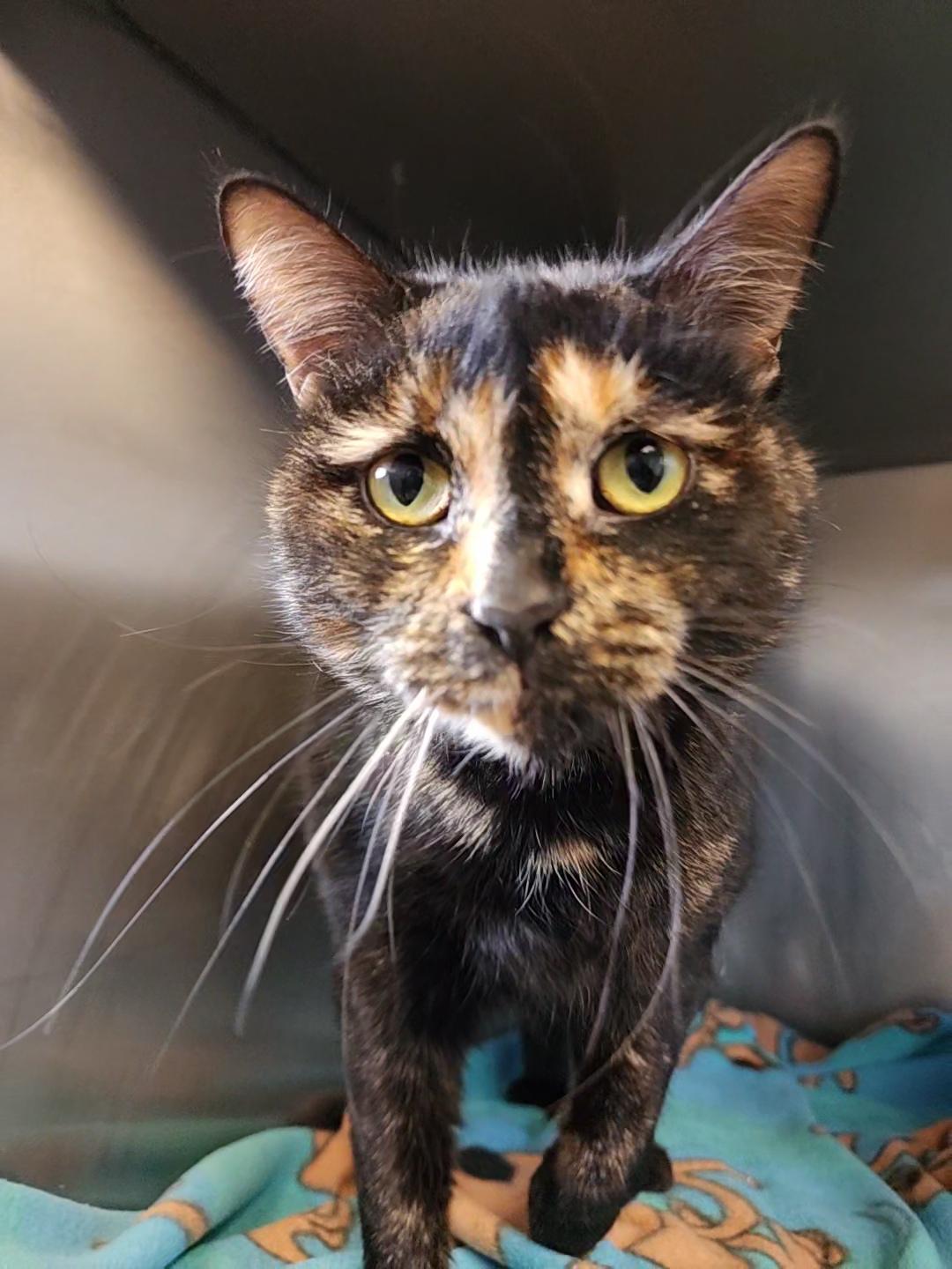 Enlarge Brittany, a Adopted American Shorthair in Marinette, WI image 1/2