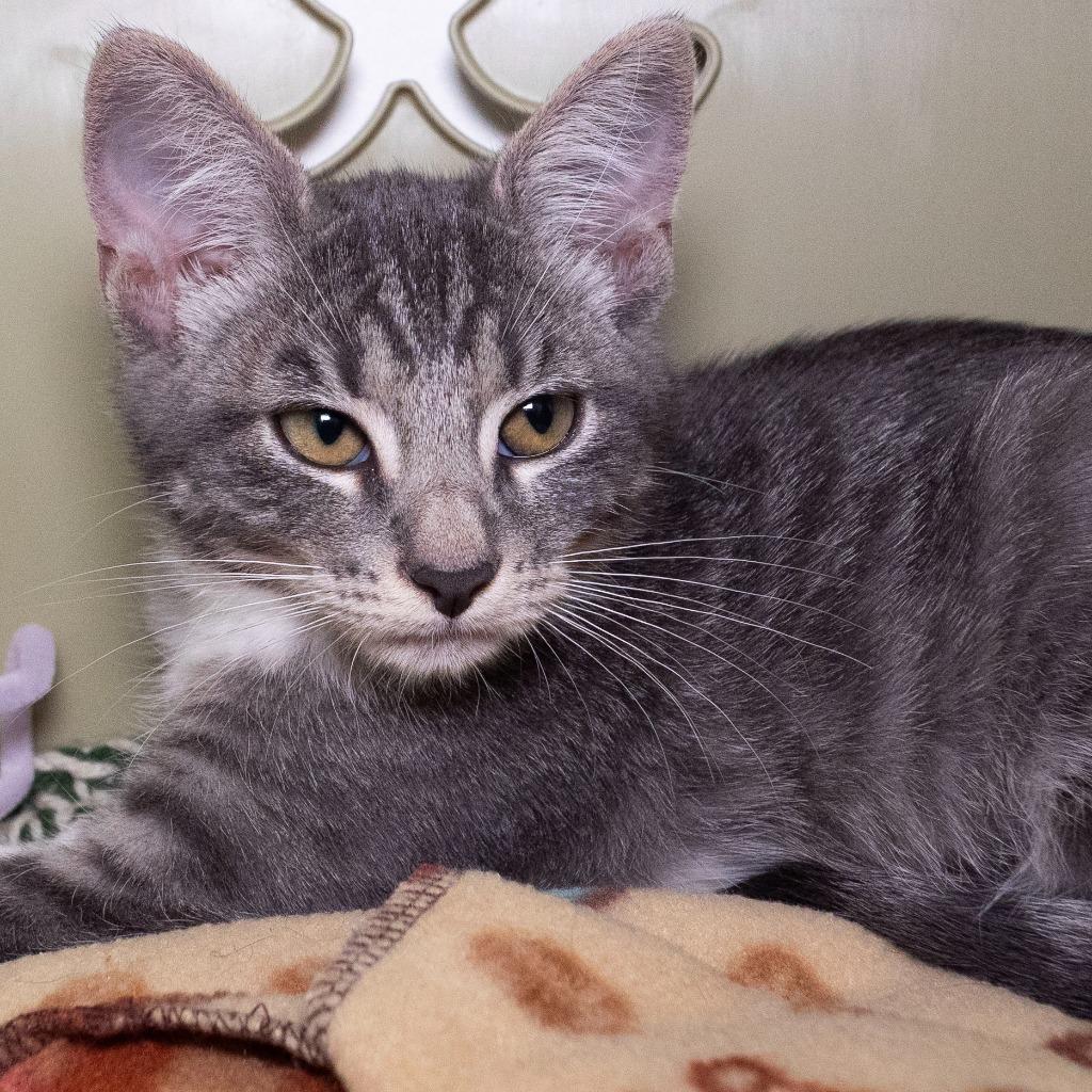Video Only, Adoptable, Kitten Female Domestic Short Hair.