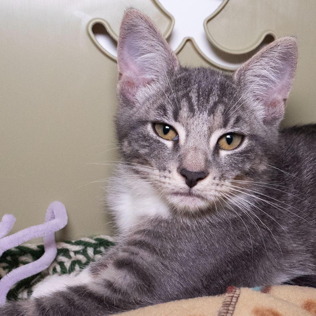 Enlarge Video Only, a Adoptable mixed breed in Shoreline, WA image 2/4