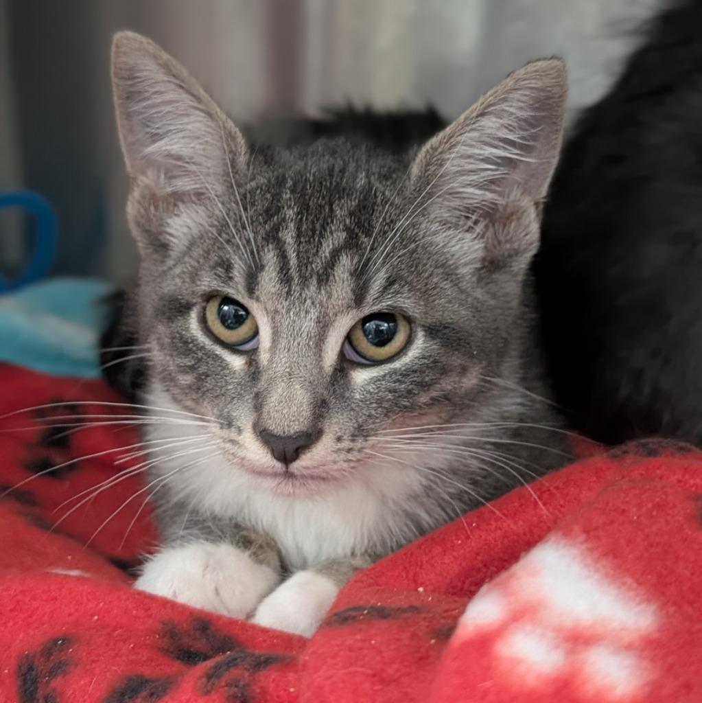 Enlarge Video Only, a Adoptable mixed breed in Shoreline, WA image 3/4