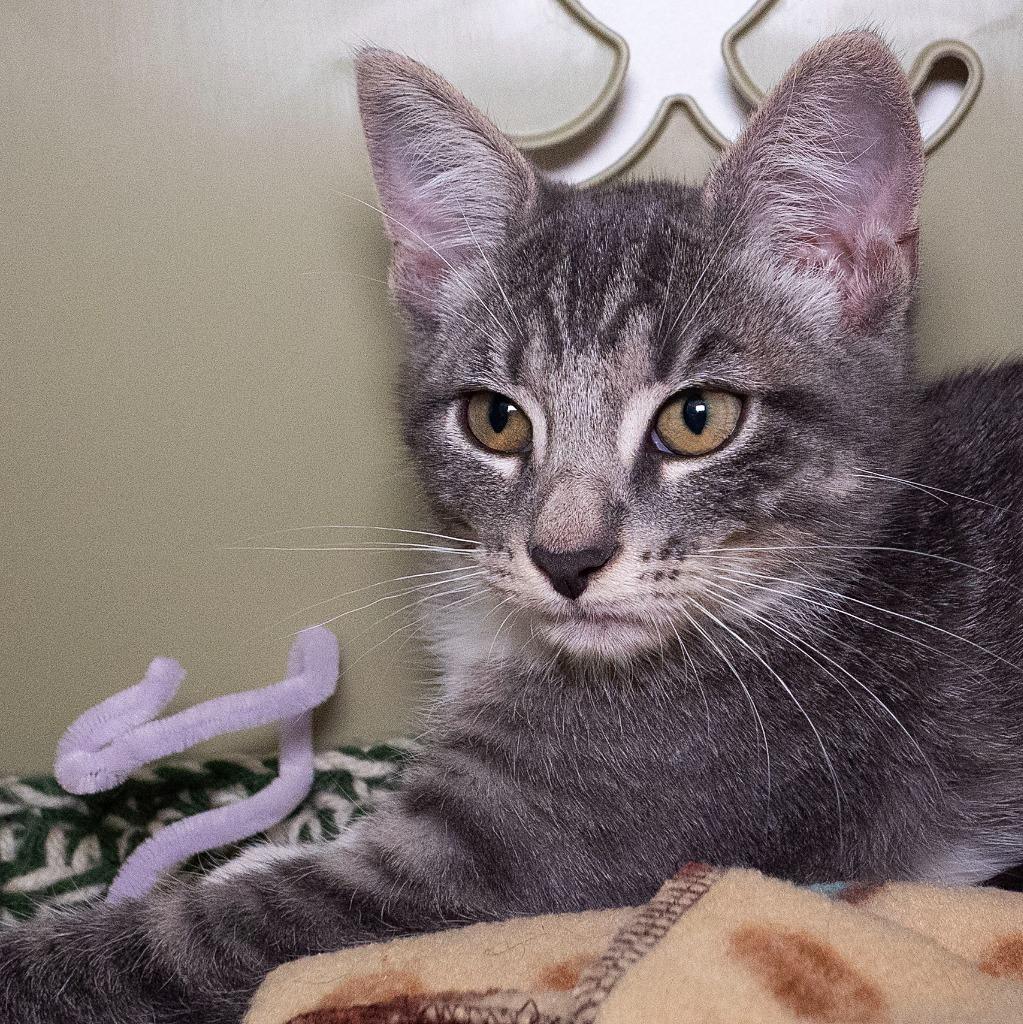 Enlarge Video Only, a Adoptable mixed breed in Shoreline, WA image 4/4