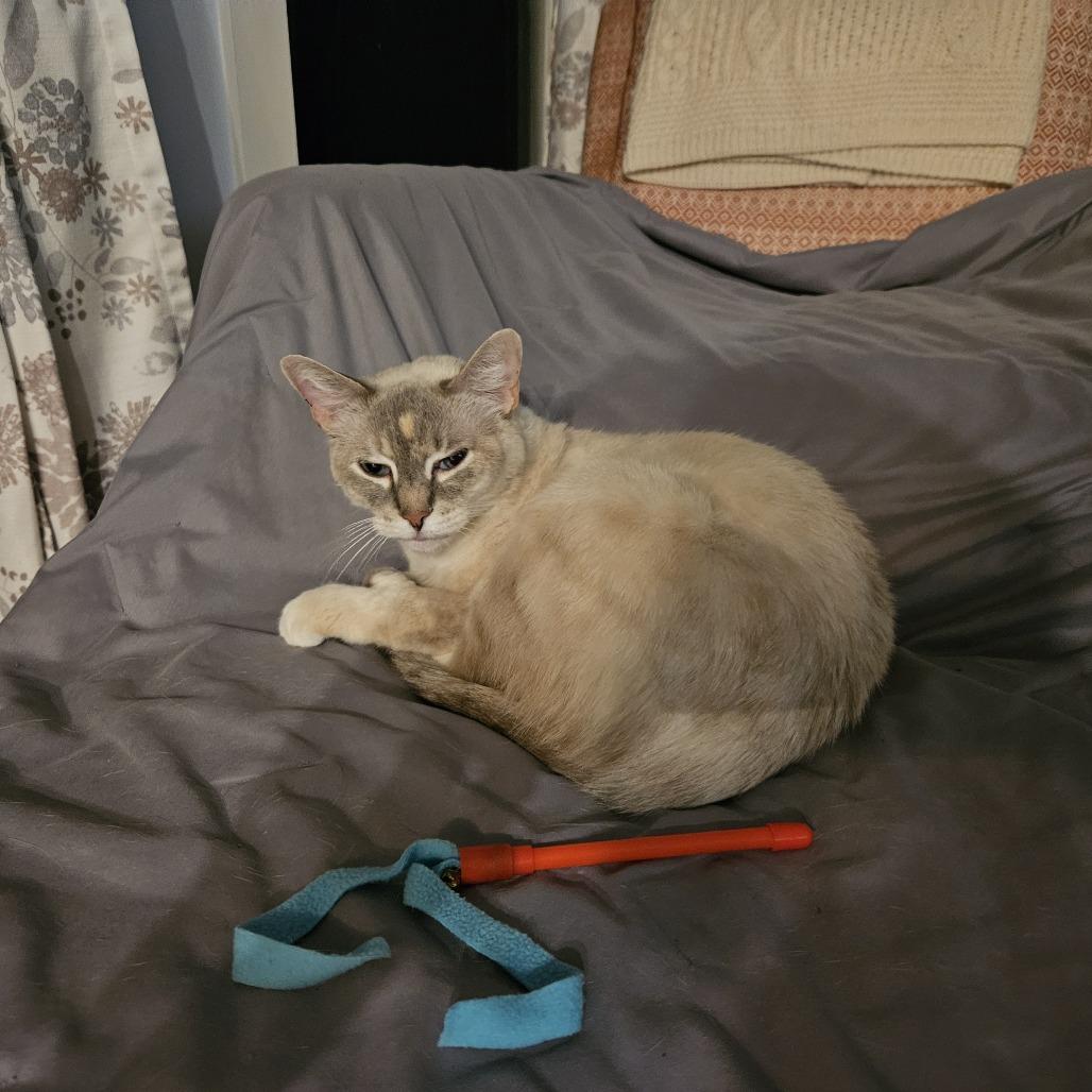 Monet - Available from Foster, a Adoptable Domestic Short Hair in South Burlington, VT image 2/6