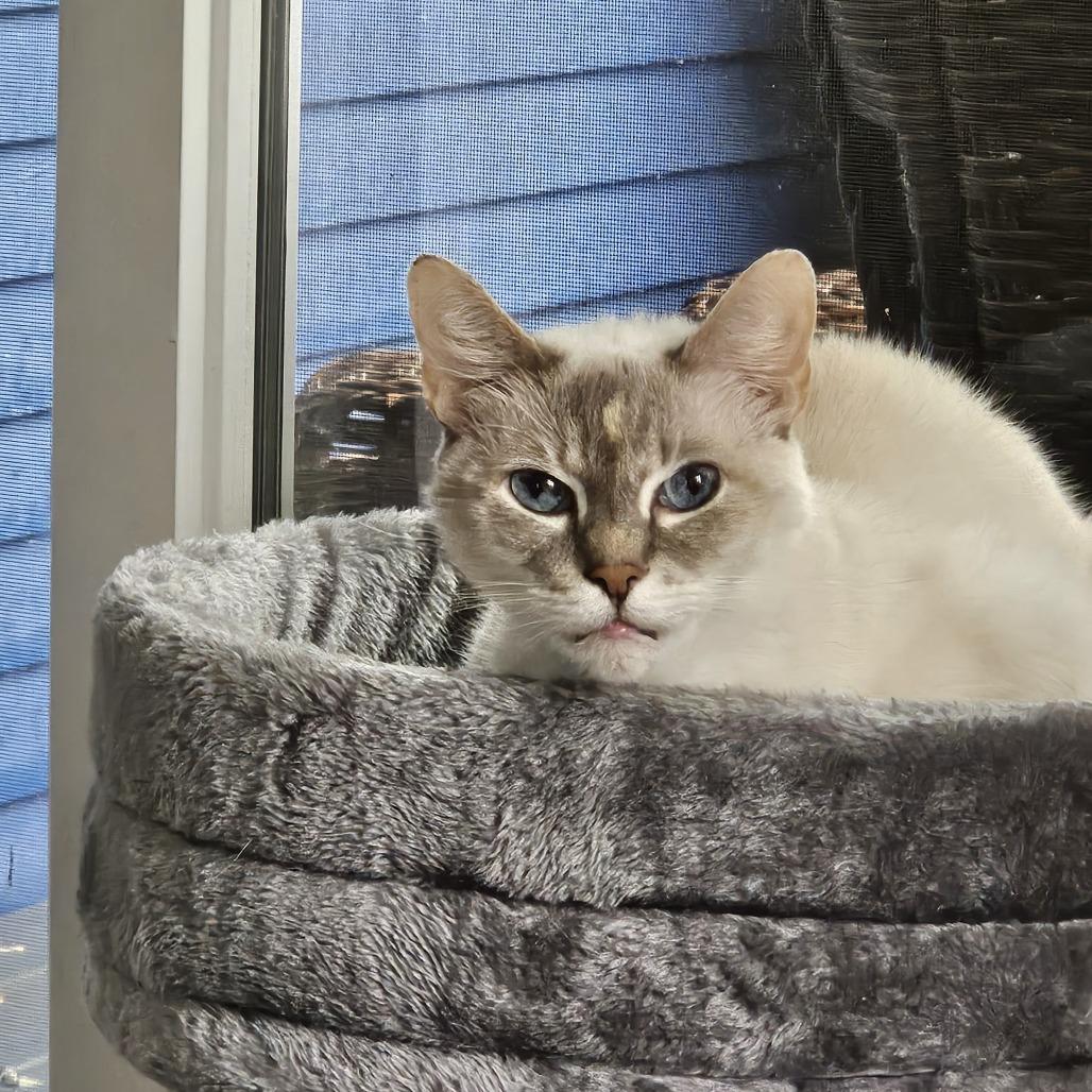 Monet - Available from Foster, a Adoptable Domestic Short Hair in South Burlington, VT image 3/6