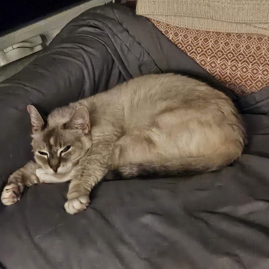 Monet - Available from Foster, a Adoptable Domestic Short Hair in South Burlington, VT image 4/6