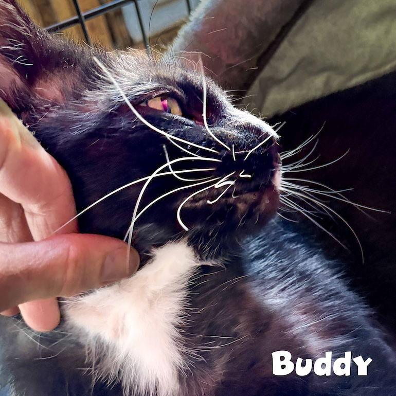 Buddy, Adoptable, Young Male Domestic Short Hair.