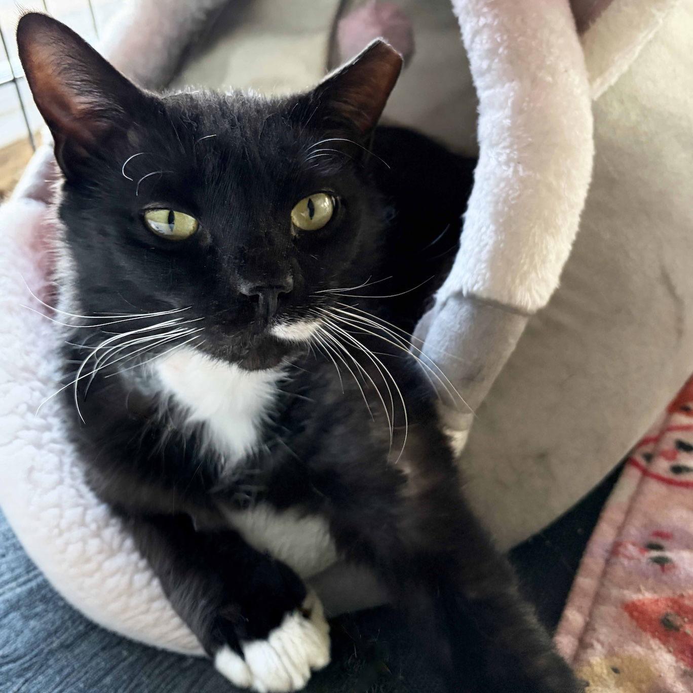 Enlarge Buddy, a Adoptable Domestic Short Hair in Wilmington, NC image 2/2