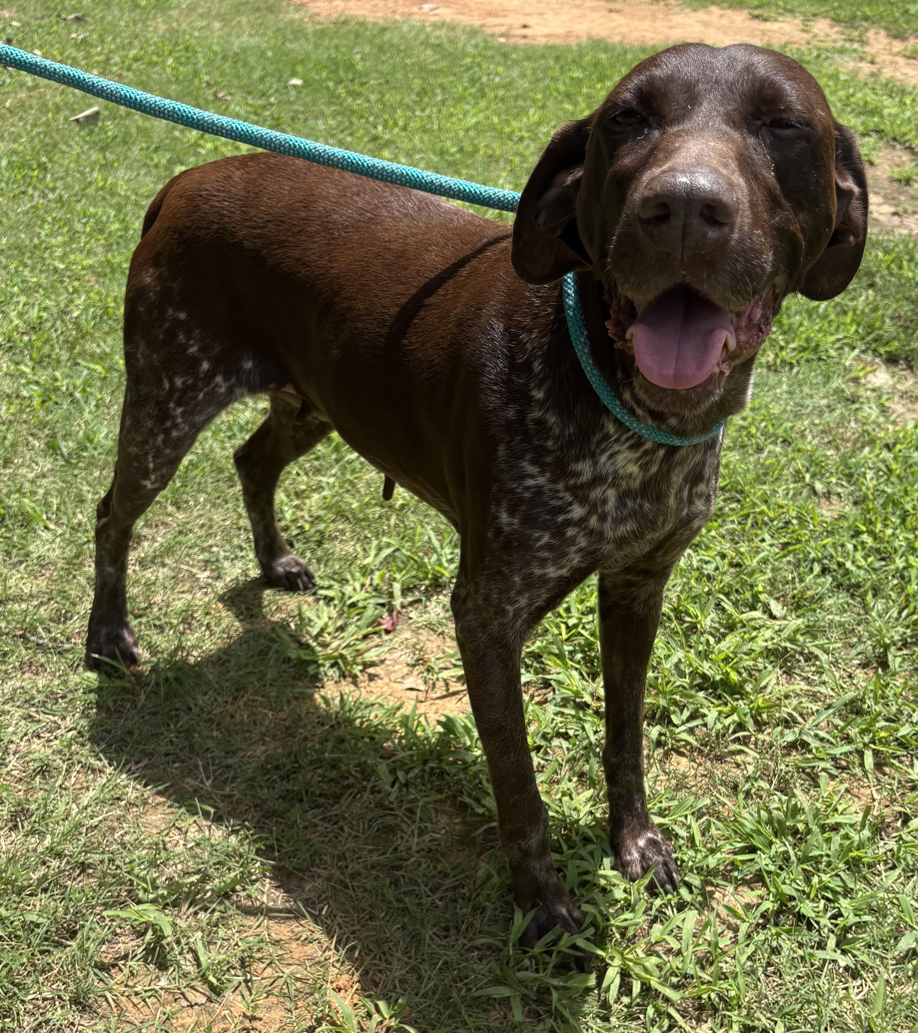 Cricket, adopted, Senior Female German Shorthaired Pointer.