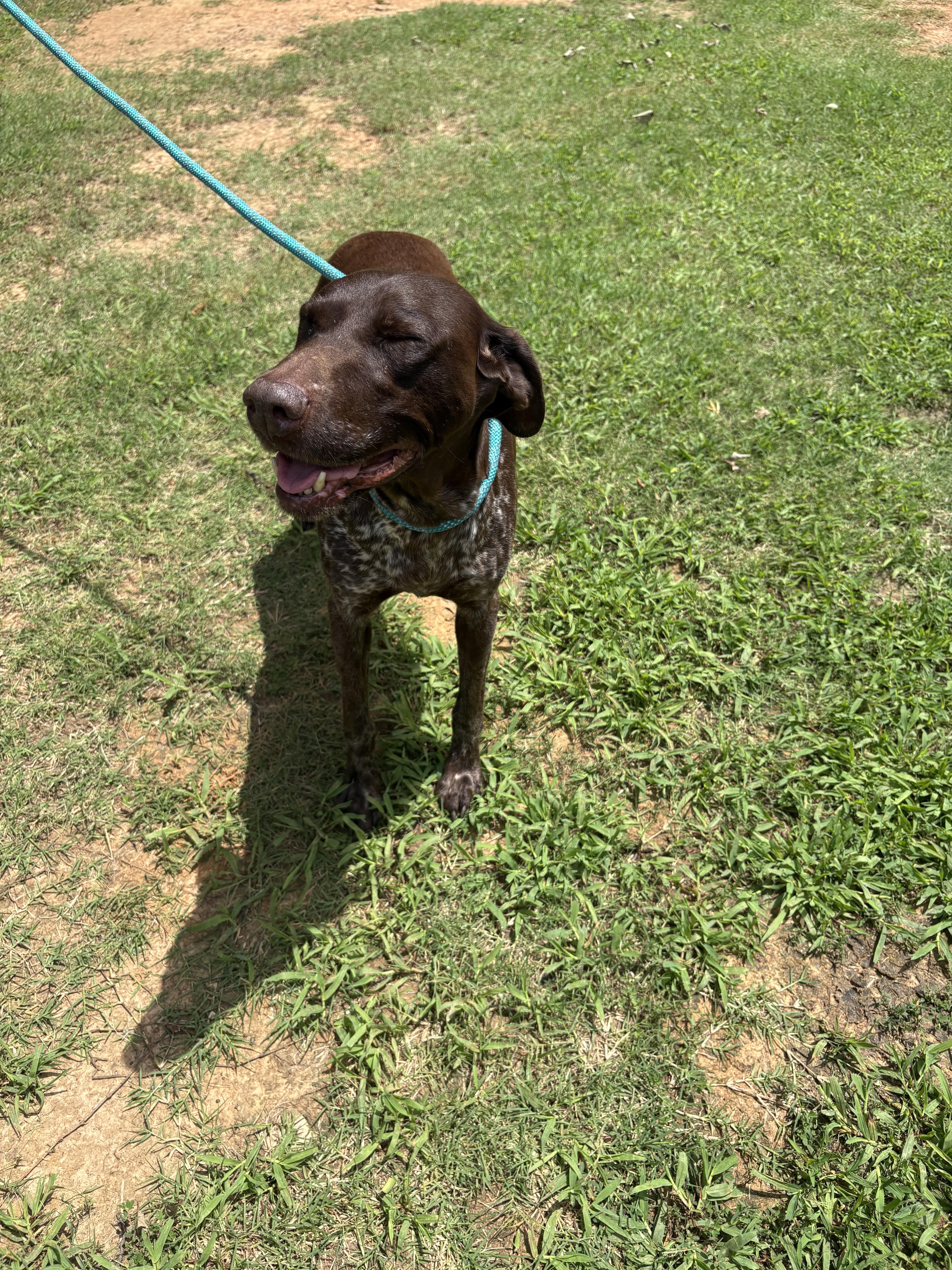 Cricket, an adopted German Shorthaired Pointer in Hartselle, AL image 3/3