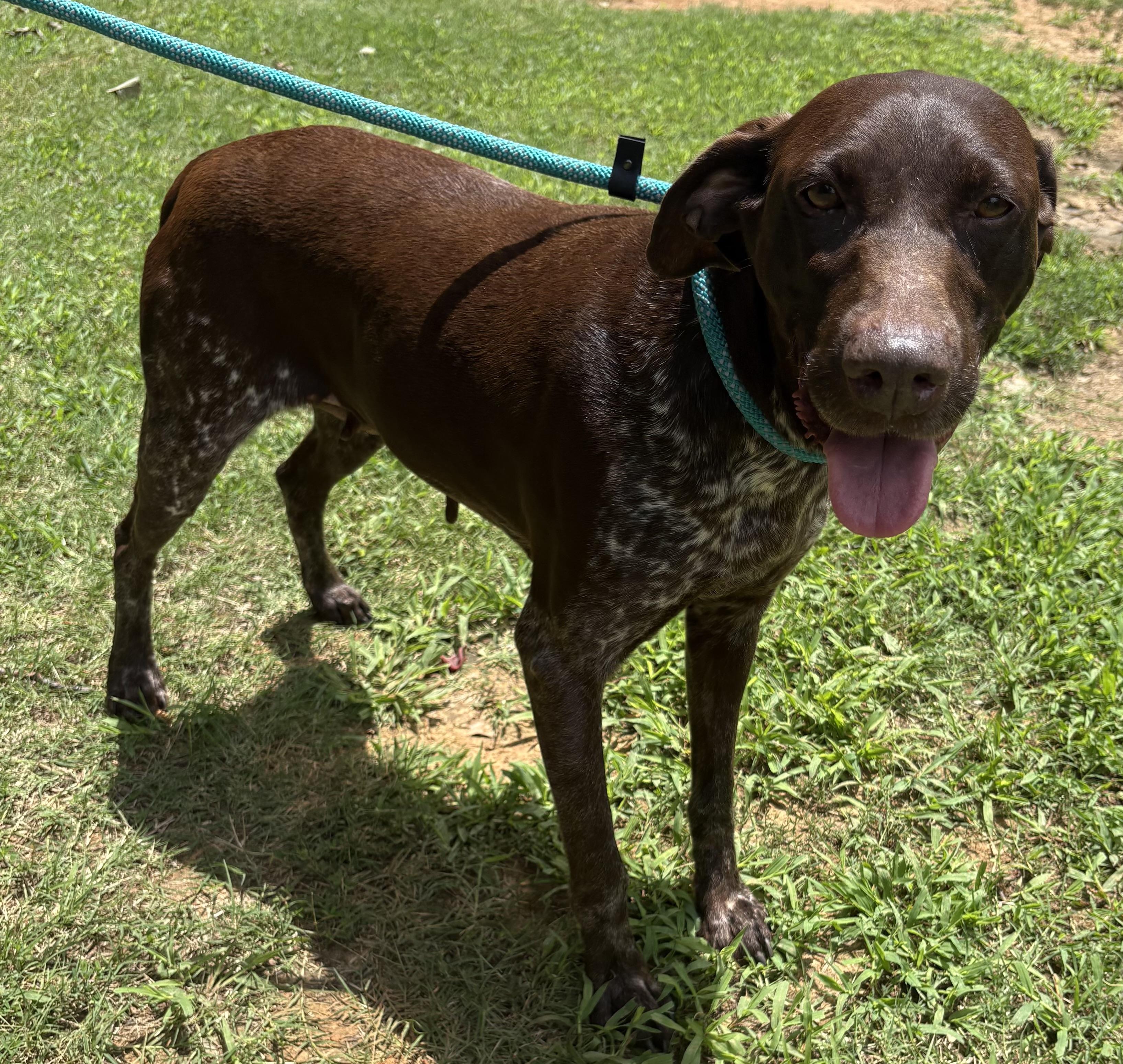 Cricket, an adopted German Shorthaired Pointer in Hartselle, AL image 2/3