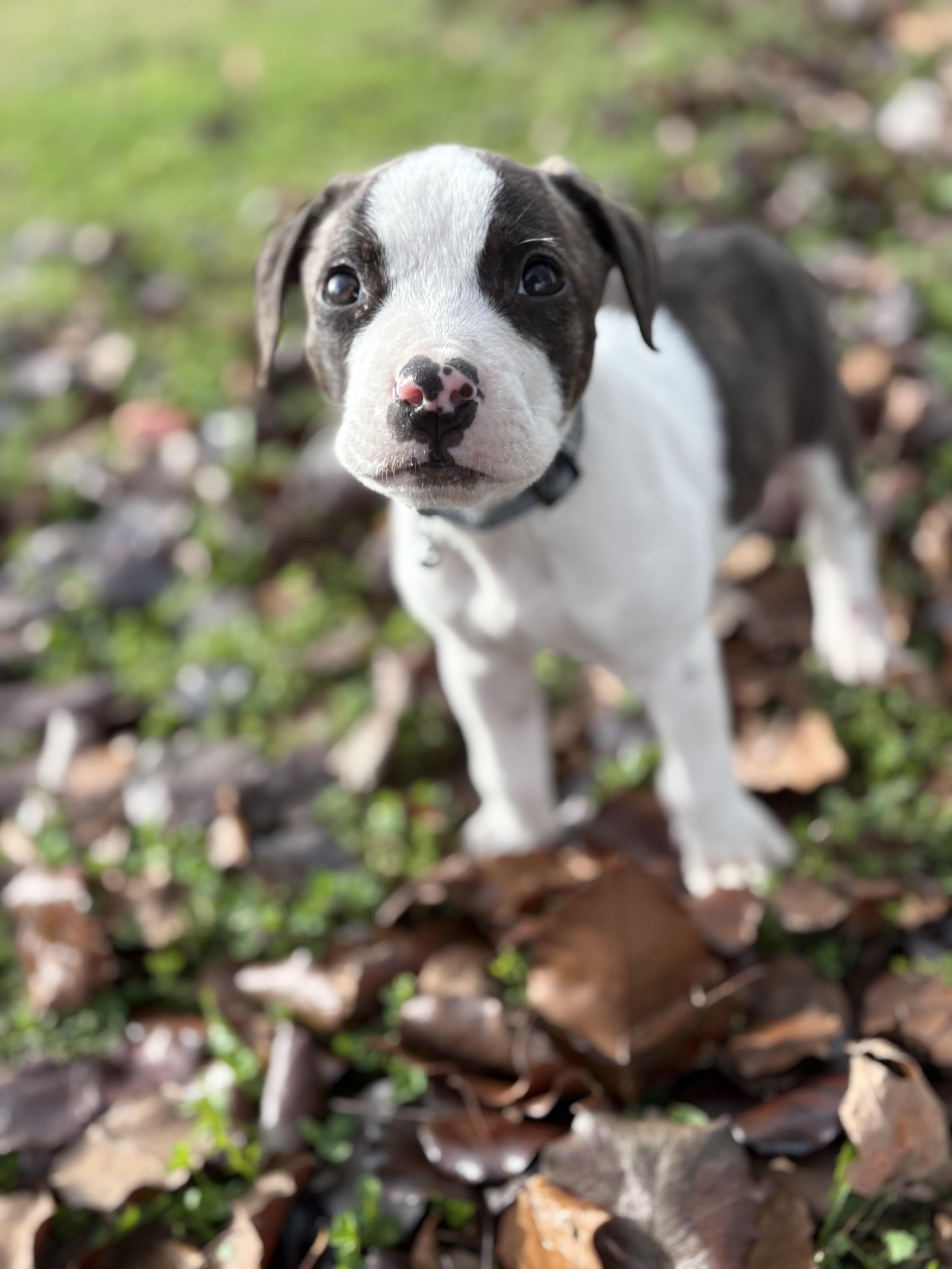 Dunkaroo, Adopted, Young Male Boxer & Boston Terrier.
