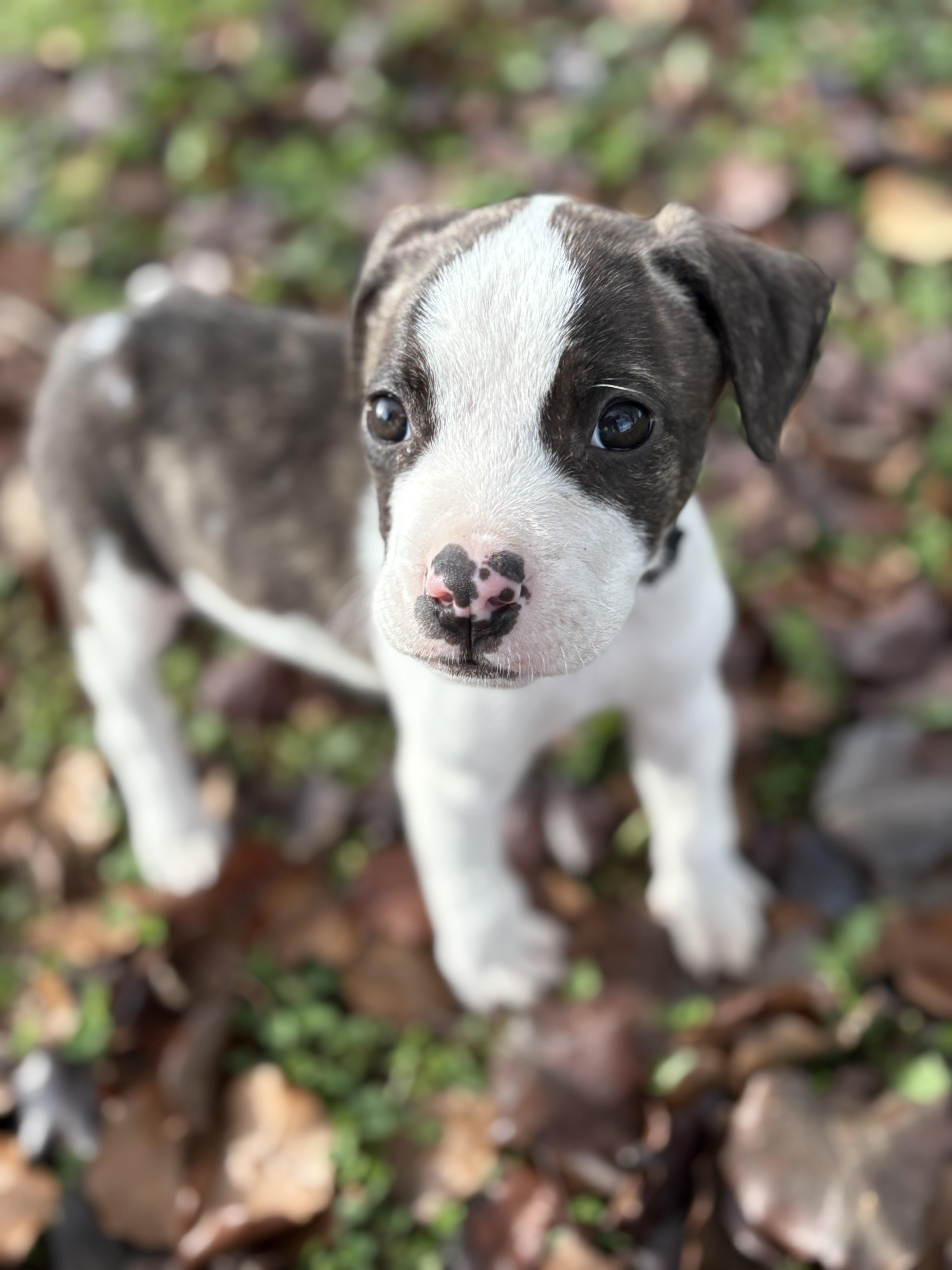 Enlarge Dunkaroo, a Adopted mixed breed in Knoxville, TN image 2/6