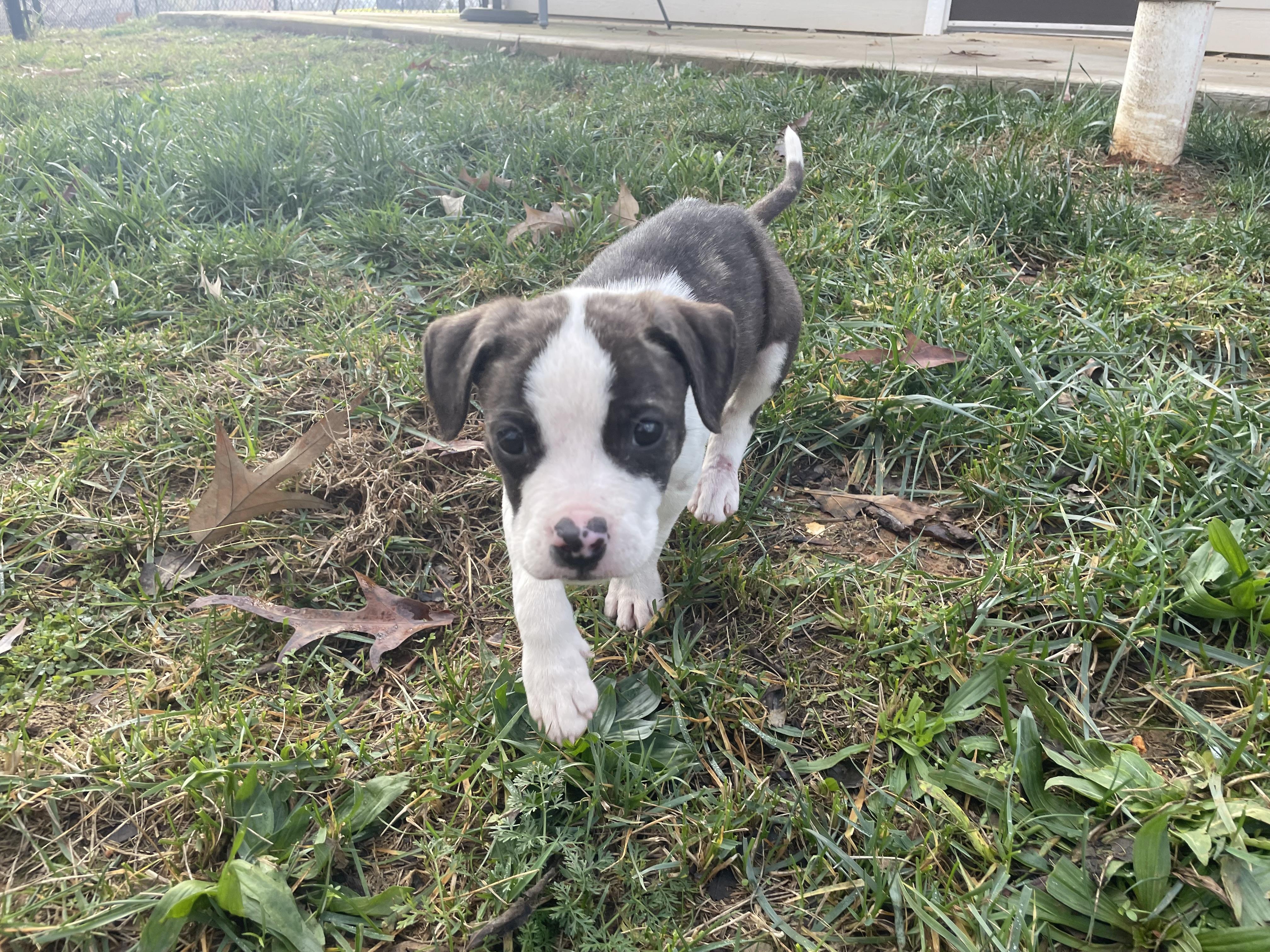 Enlarge Dunkaroo, a Adopted mixed breed in Knoxville, TN image 3/6