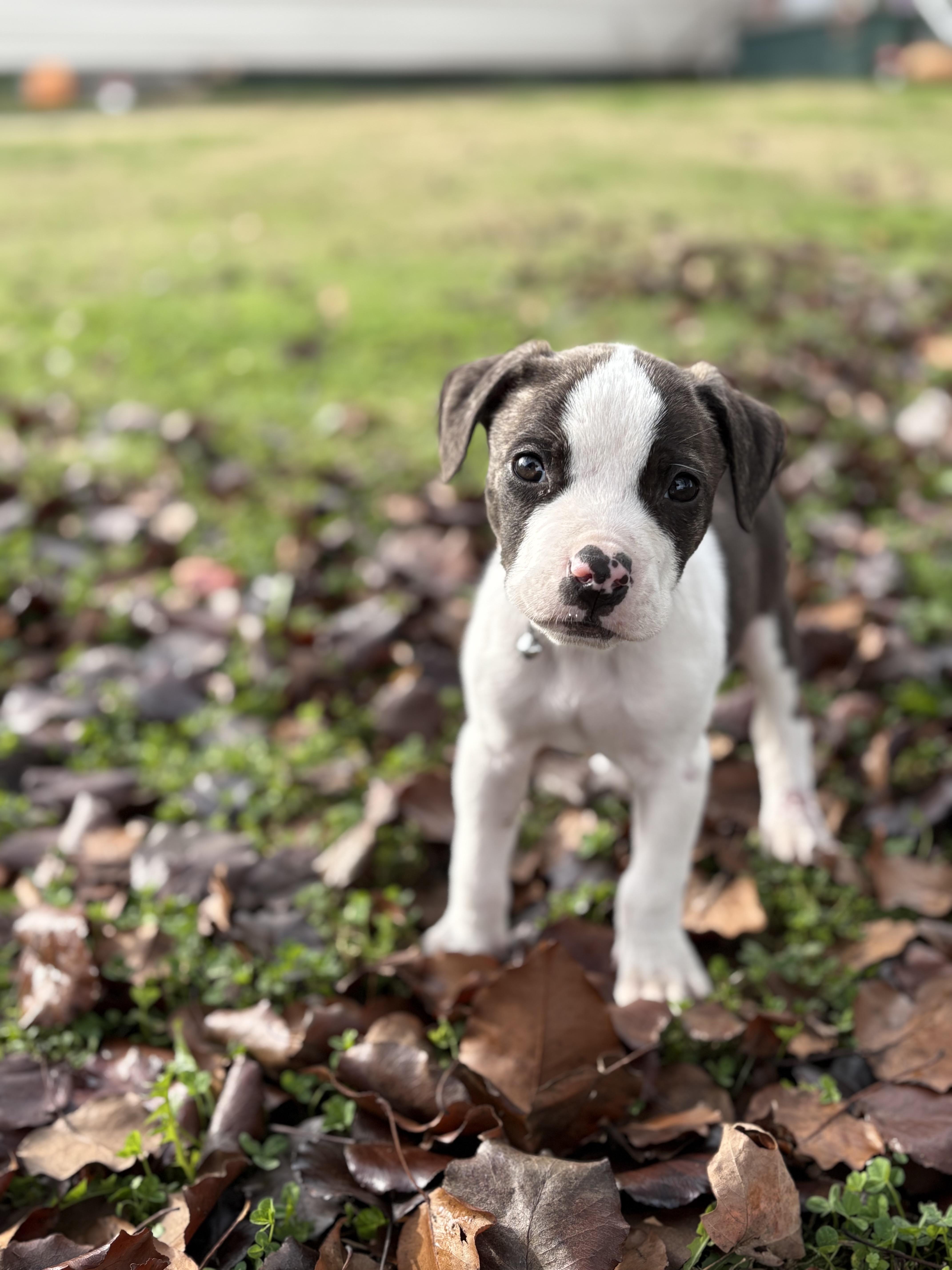 Enlarge Dunkaroo, a Adopted mixed breed in Knoxville, TN image 4/6