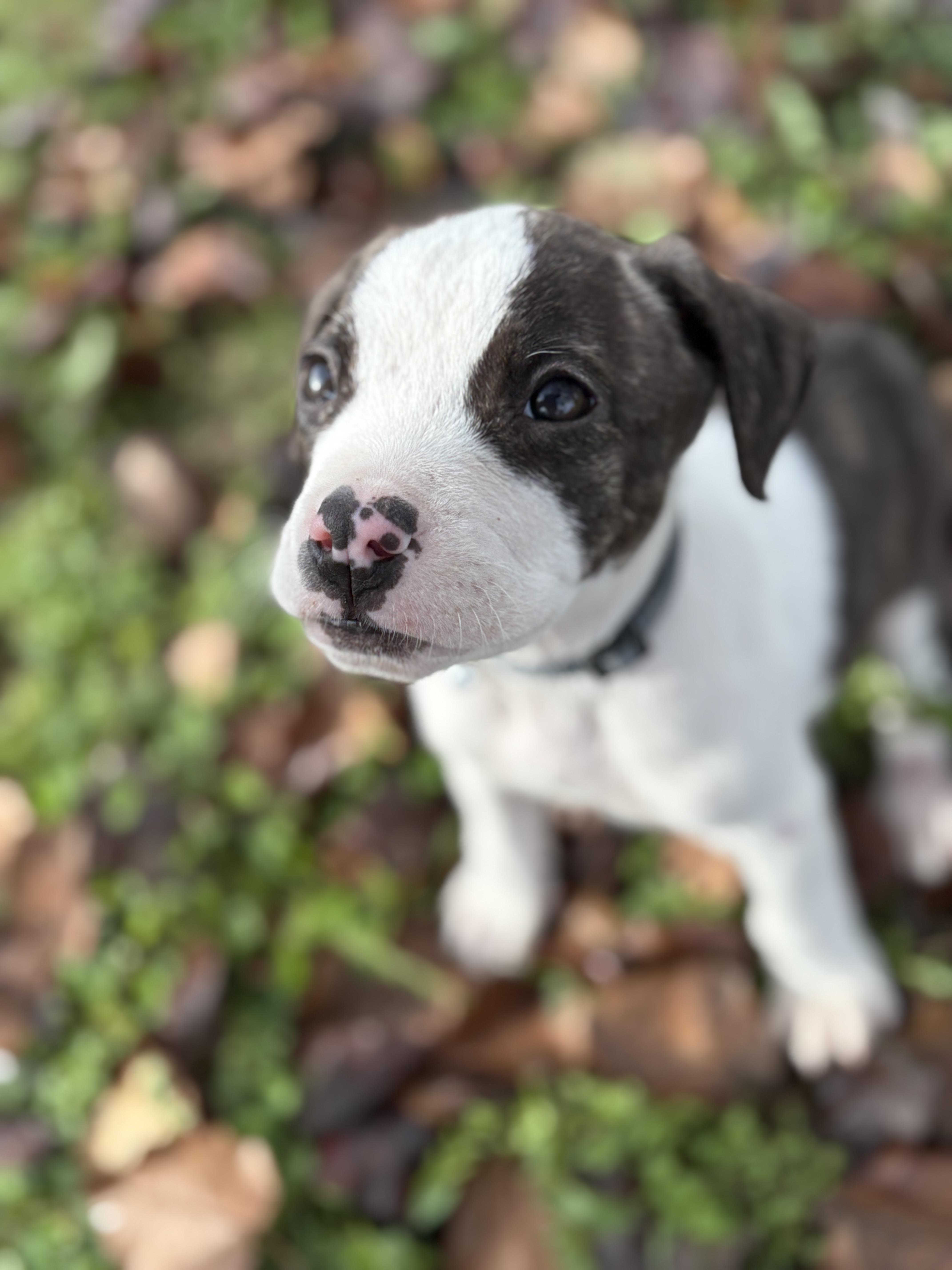 Enlarge Dunkaroo, a Adopted mixed breed in Knoxville, TN image 5/6