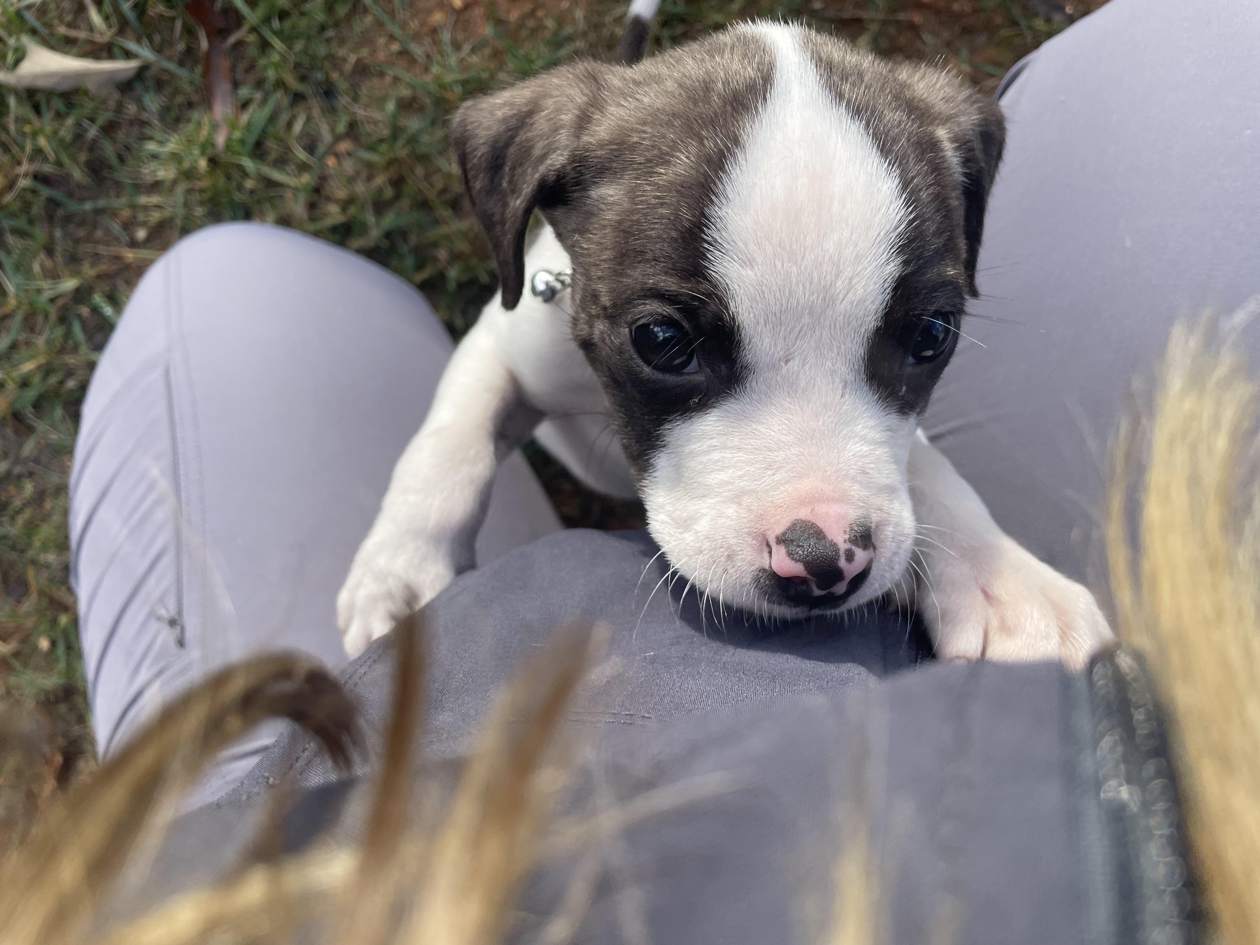 Enlarge Dunkaroo, a Adopted mixed breed in Knoxville, TN image 6/6